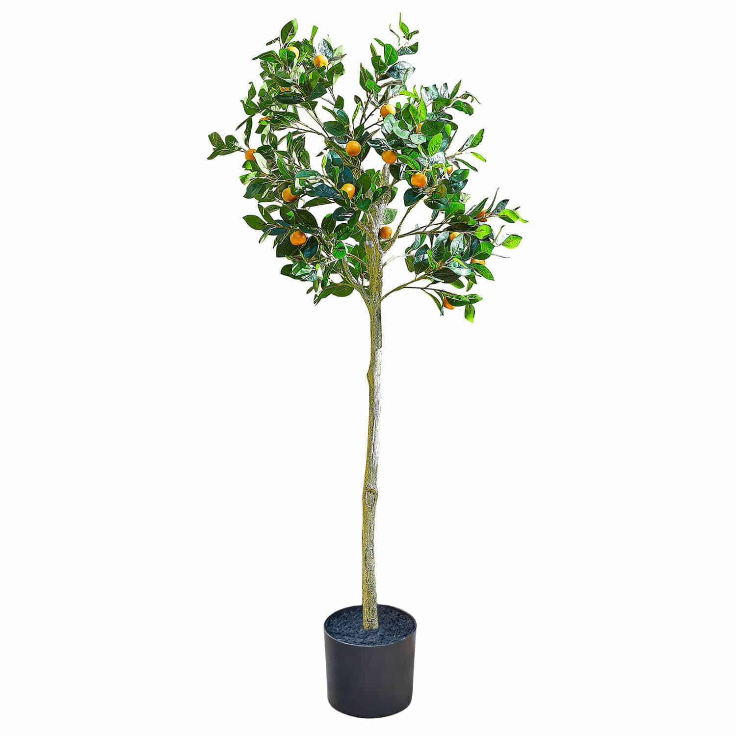 Pianta decorativa Delbart