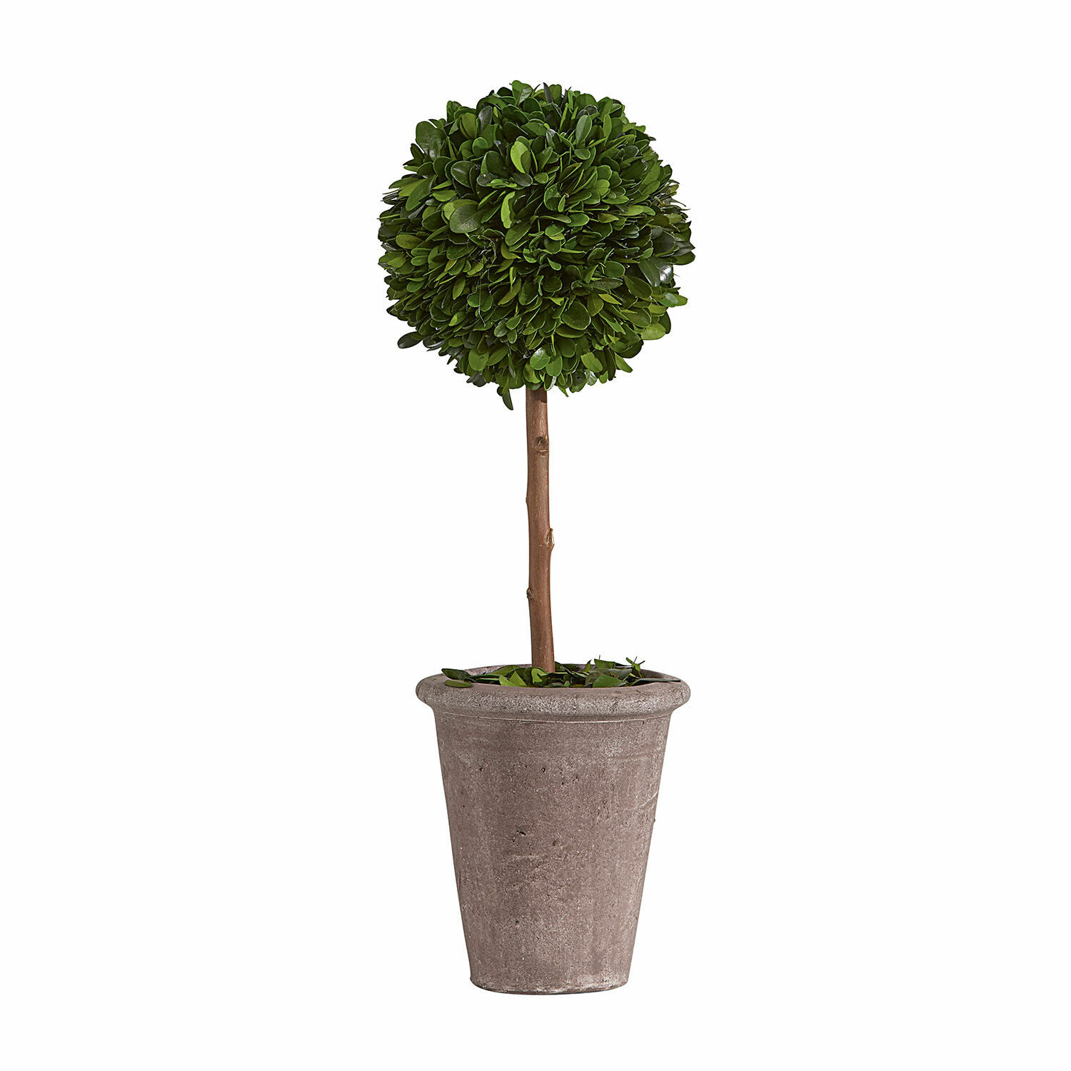 Alberello decorativo Aube Albero artificiale di bosso in vaso grigio di plastica, decorazione per interni ed esterni
