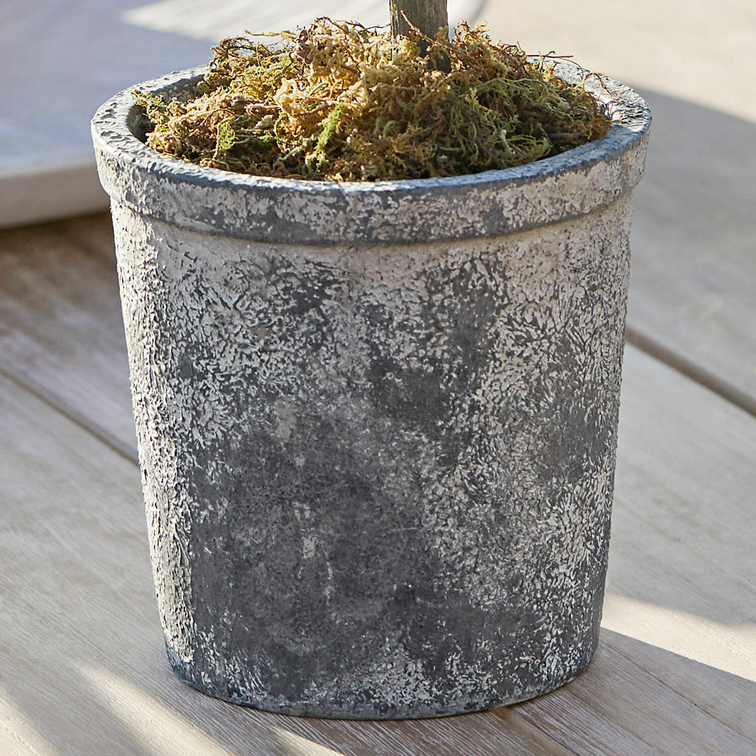 Pianta in vaso decorativa Mariuccia
