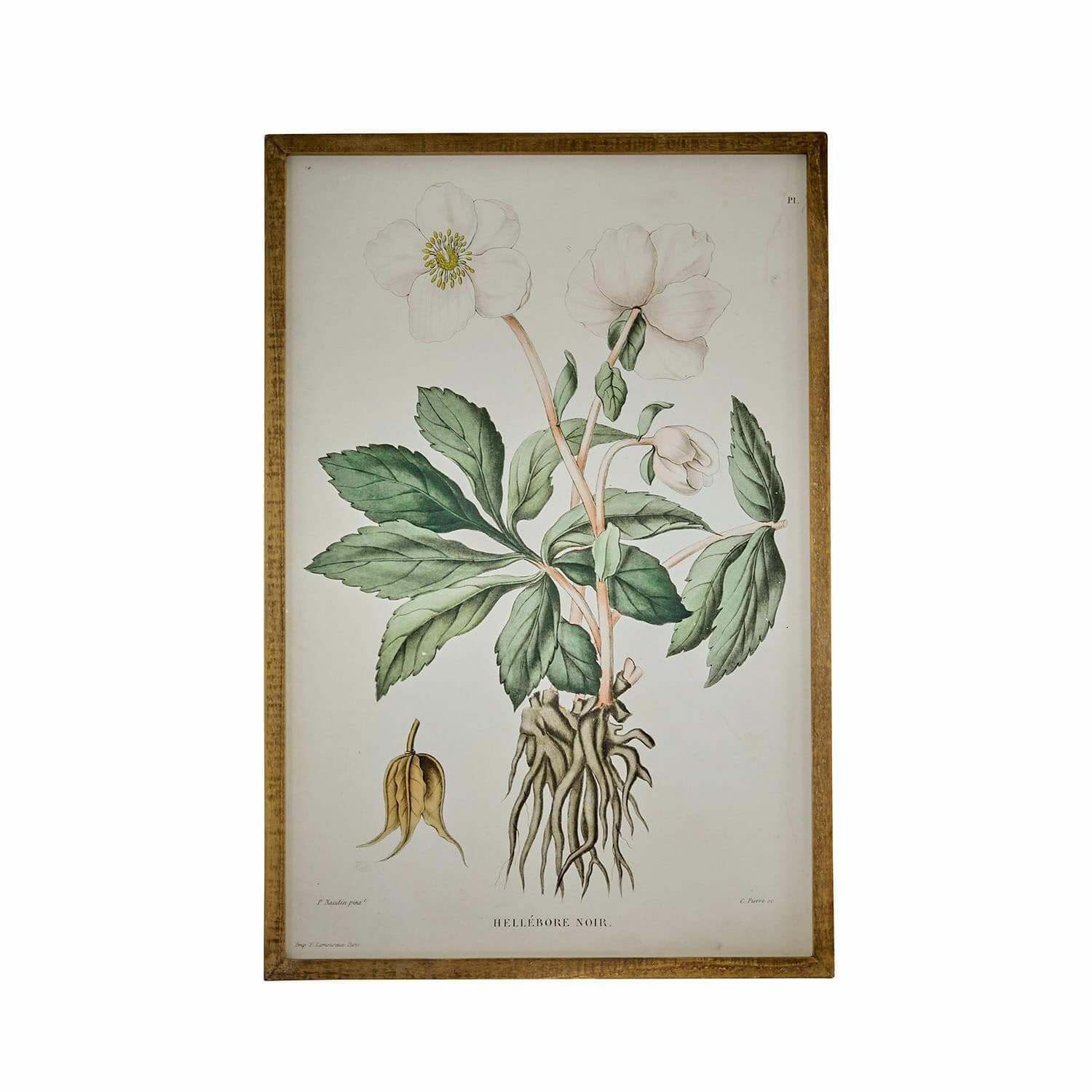 Stampa decorativa Hellebore
