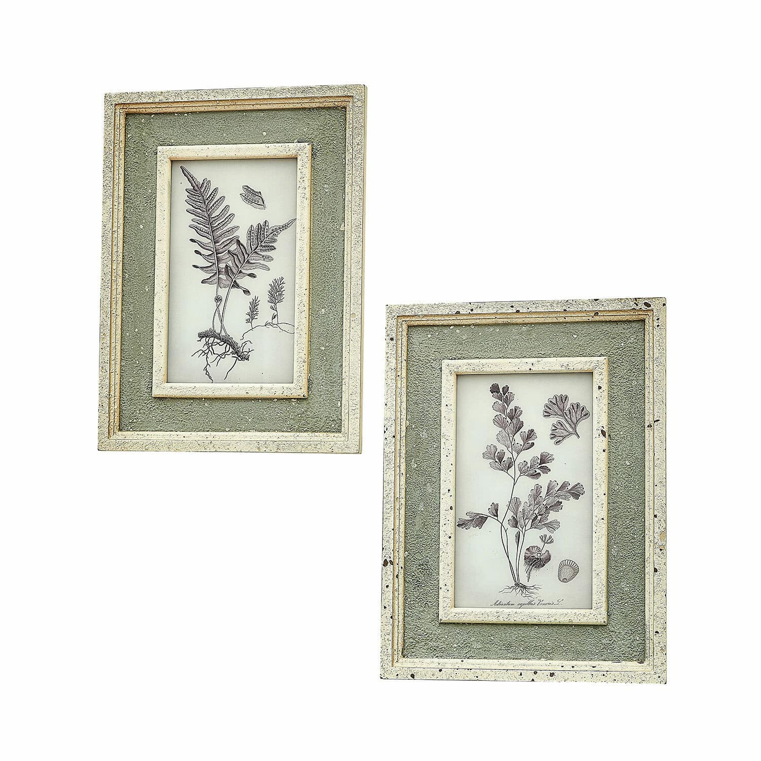 Coppia di quadri Cerilav Set di due cornici verdi testurizzate con illustrazioni botaniche di felci in stile vintage