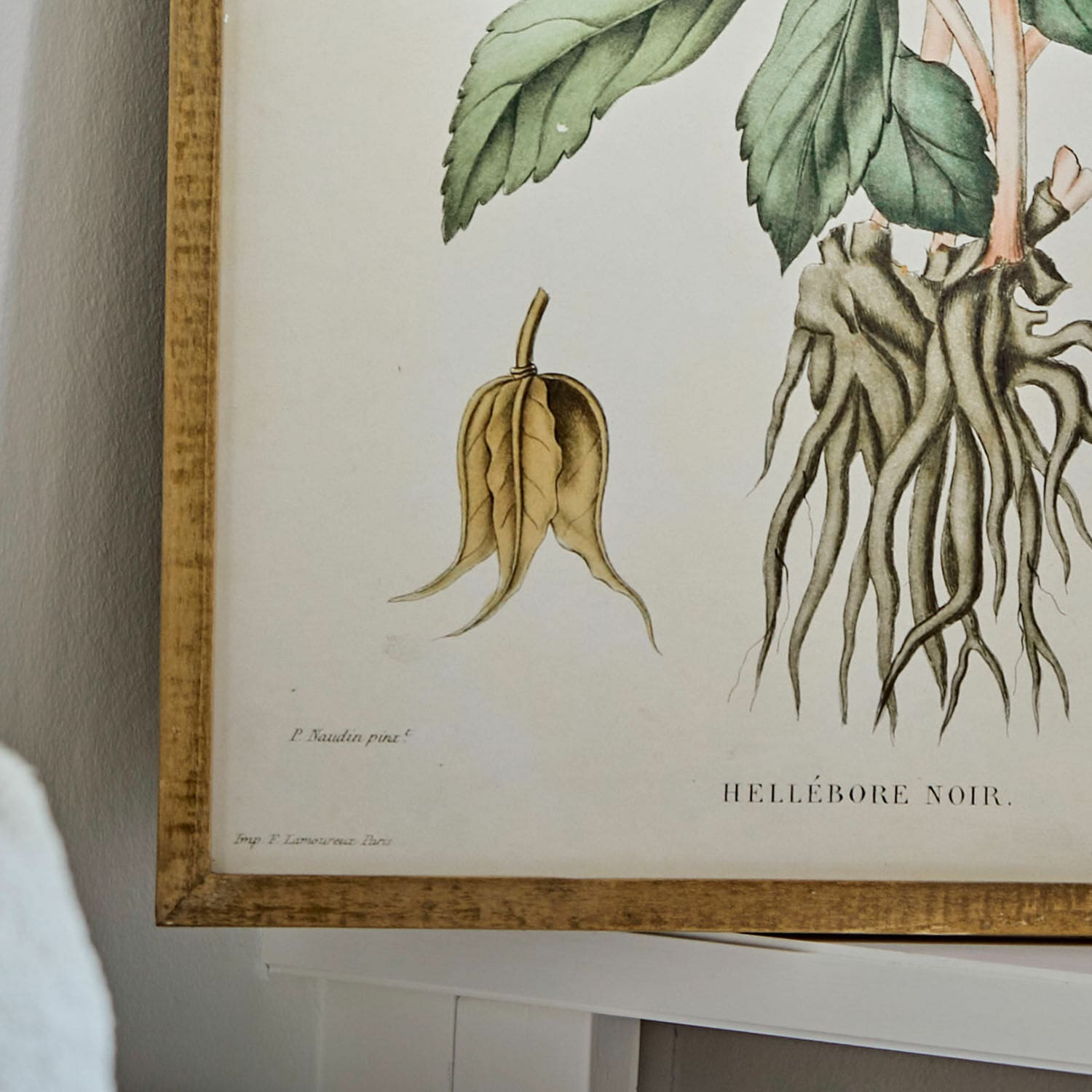 Stampa decorativa Hellebore