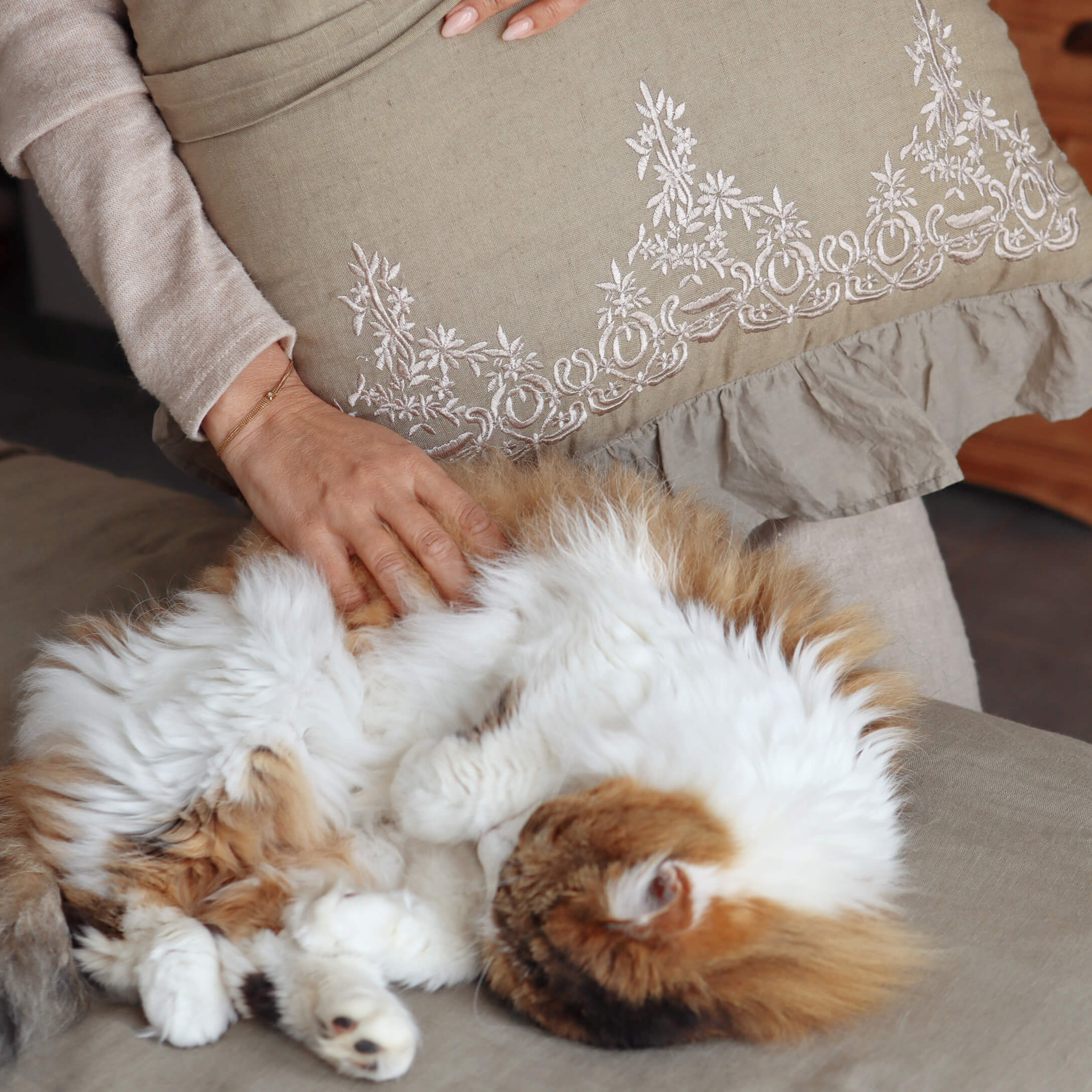 Mano accarezza un gatto bianco e arancione soffice su divano beige con cuscino ricamato