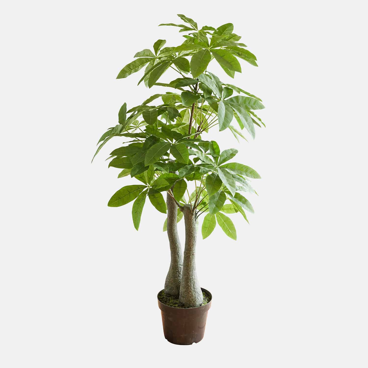 Pianta decorativa Elandra