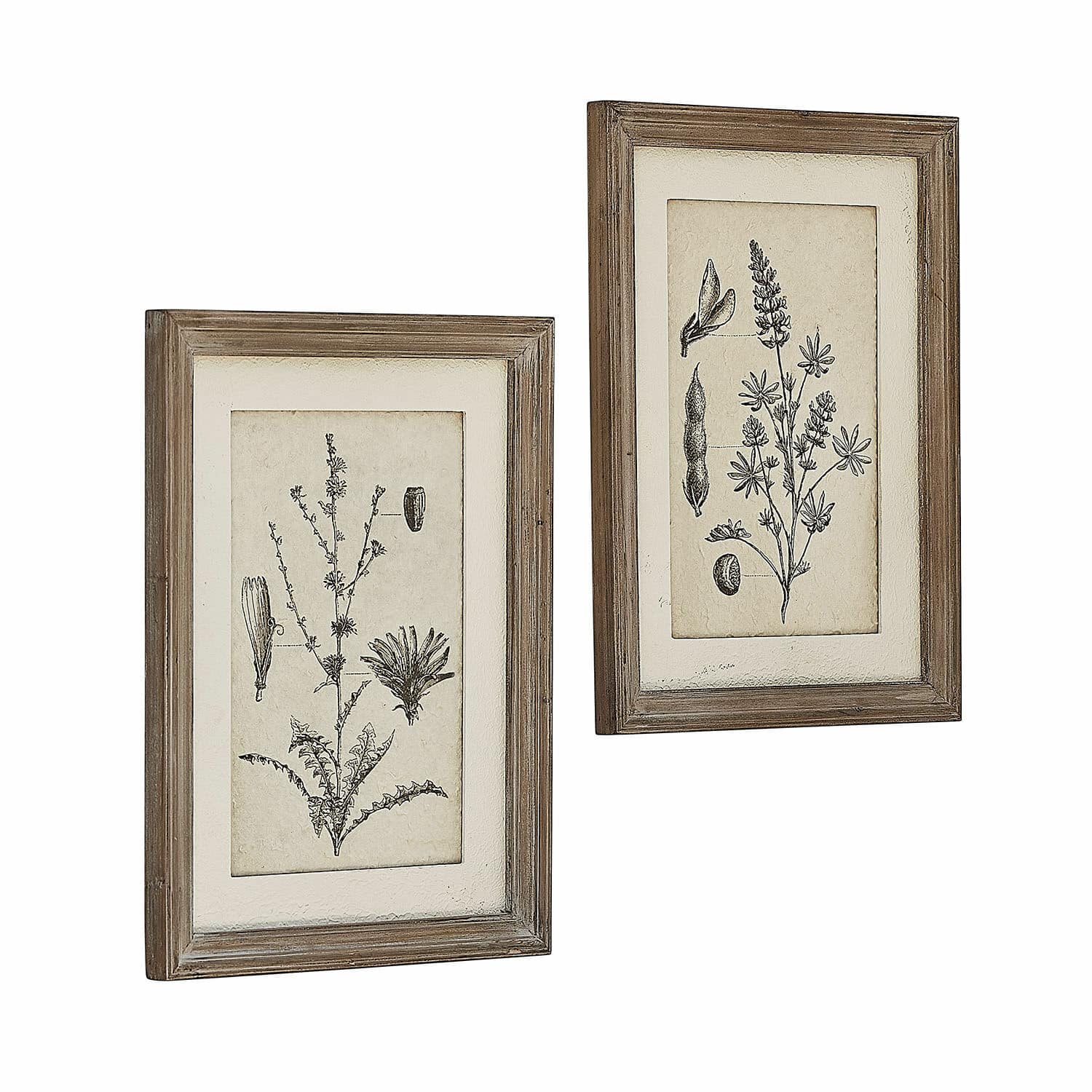 Coppia di quadri Stanbury Due stampe botaniche rustiche con cornice in legno naturale per decorazione da parete