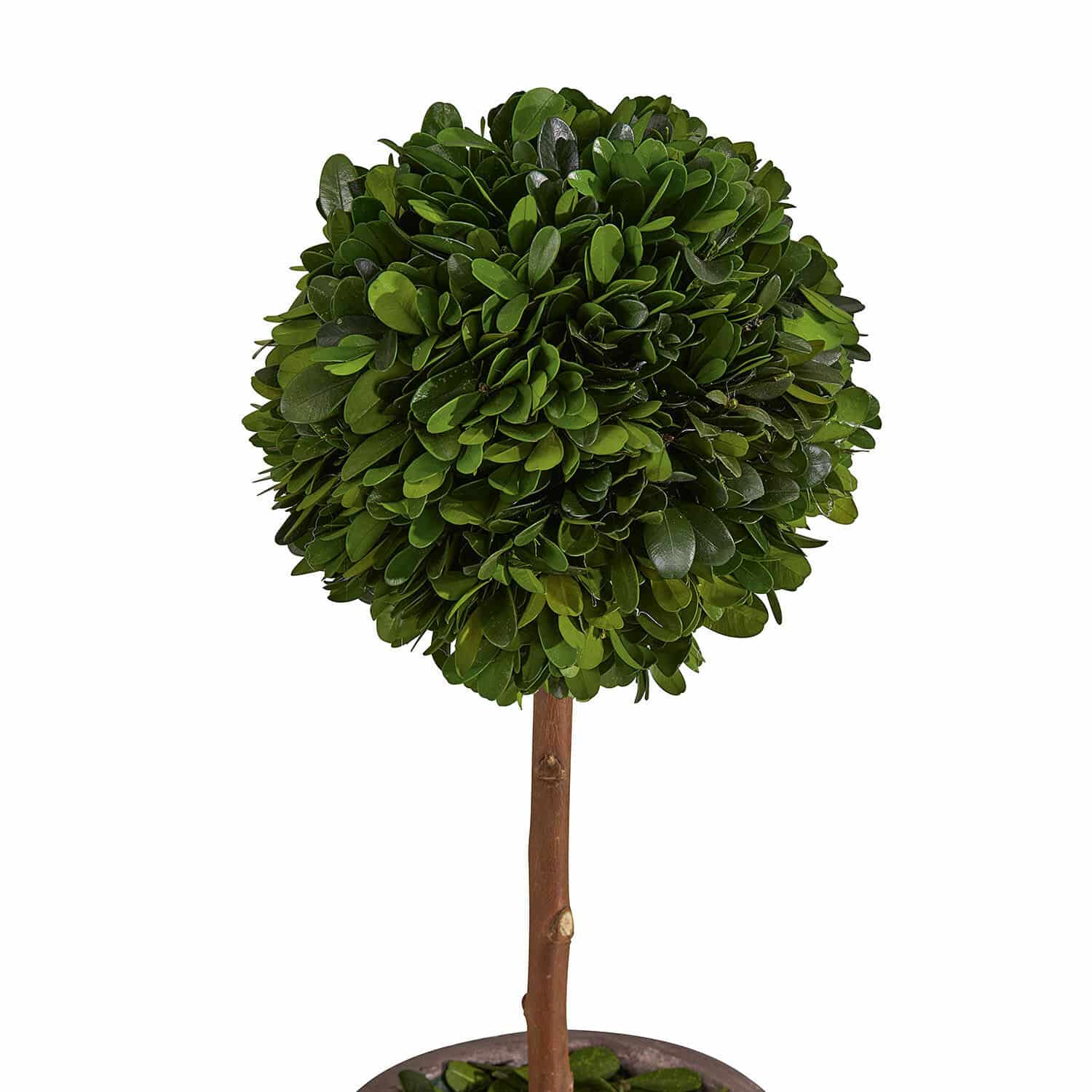 Alberello decorativo Aube