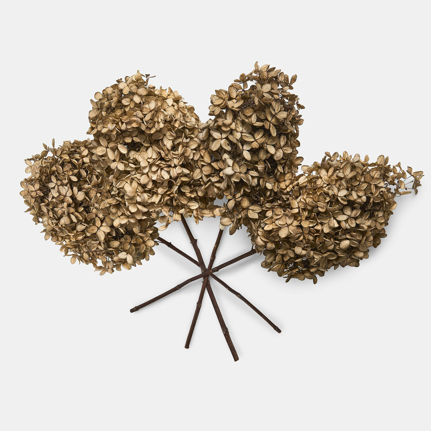 Fiori secchi di ortensia marrone con steli lunghi per decorazione naturale d'interni