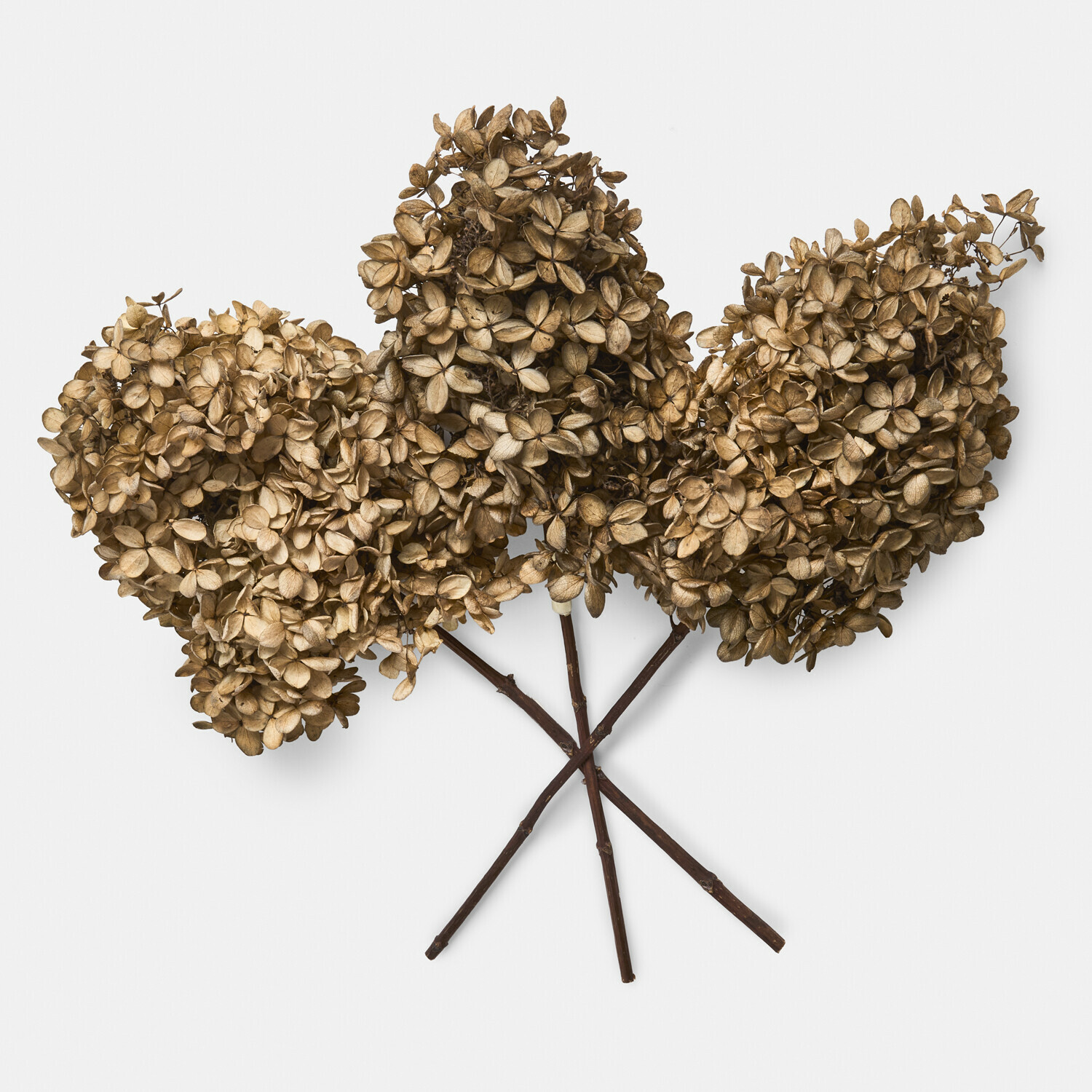 Trockenblume 3er Set Brissonne Fiori secchi di ortensia marrone con steli lunghi per decorazione naturale d'interni