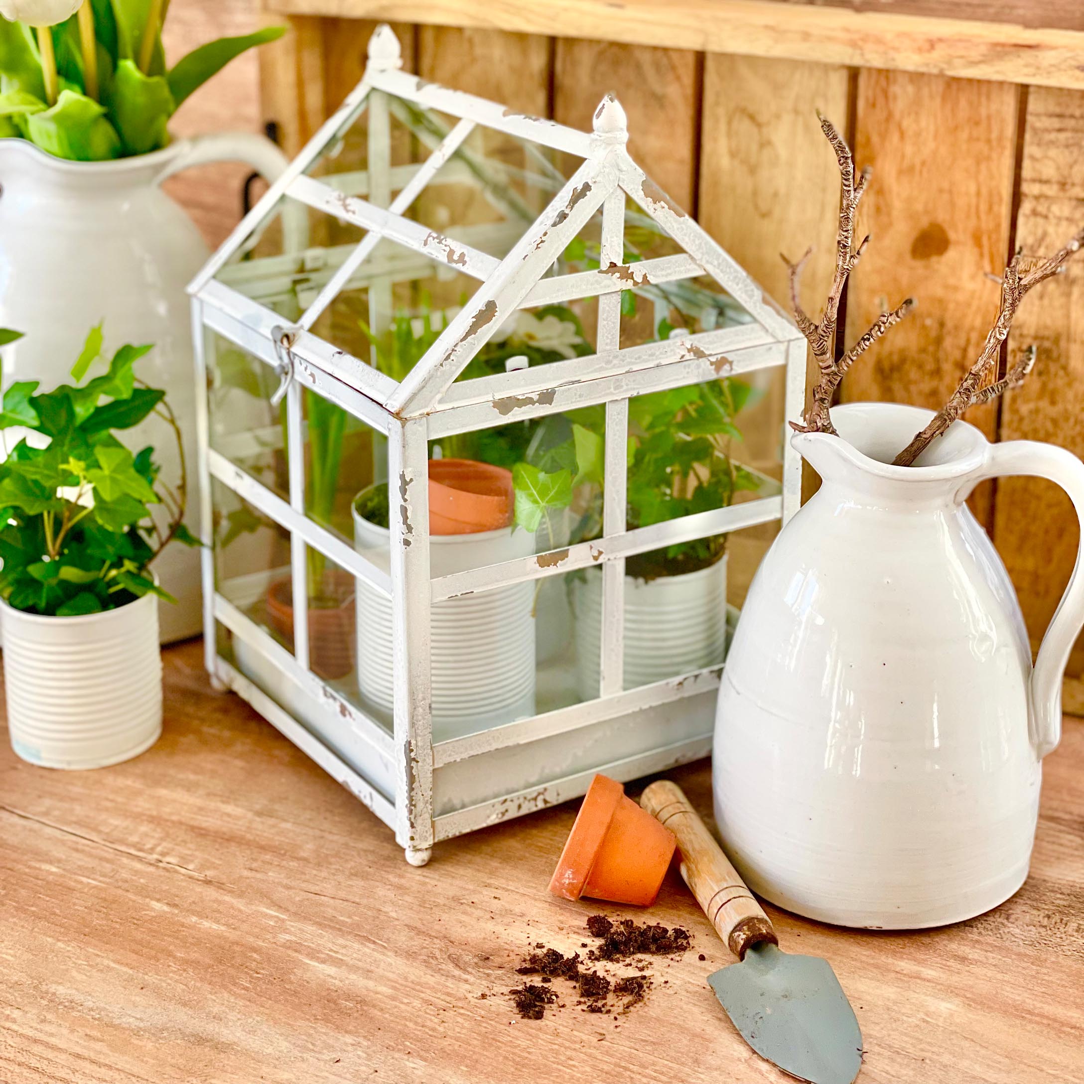 Mini serra in metallo bianco invecchiato con piante su tavolo in legno per decorazione giardino