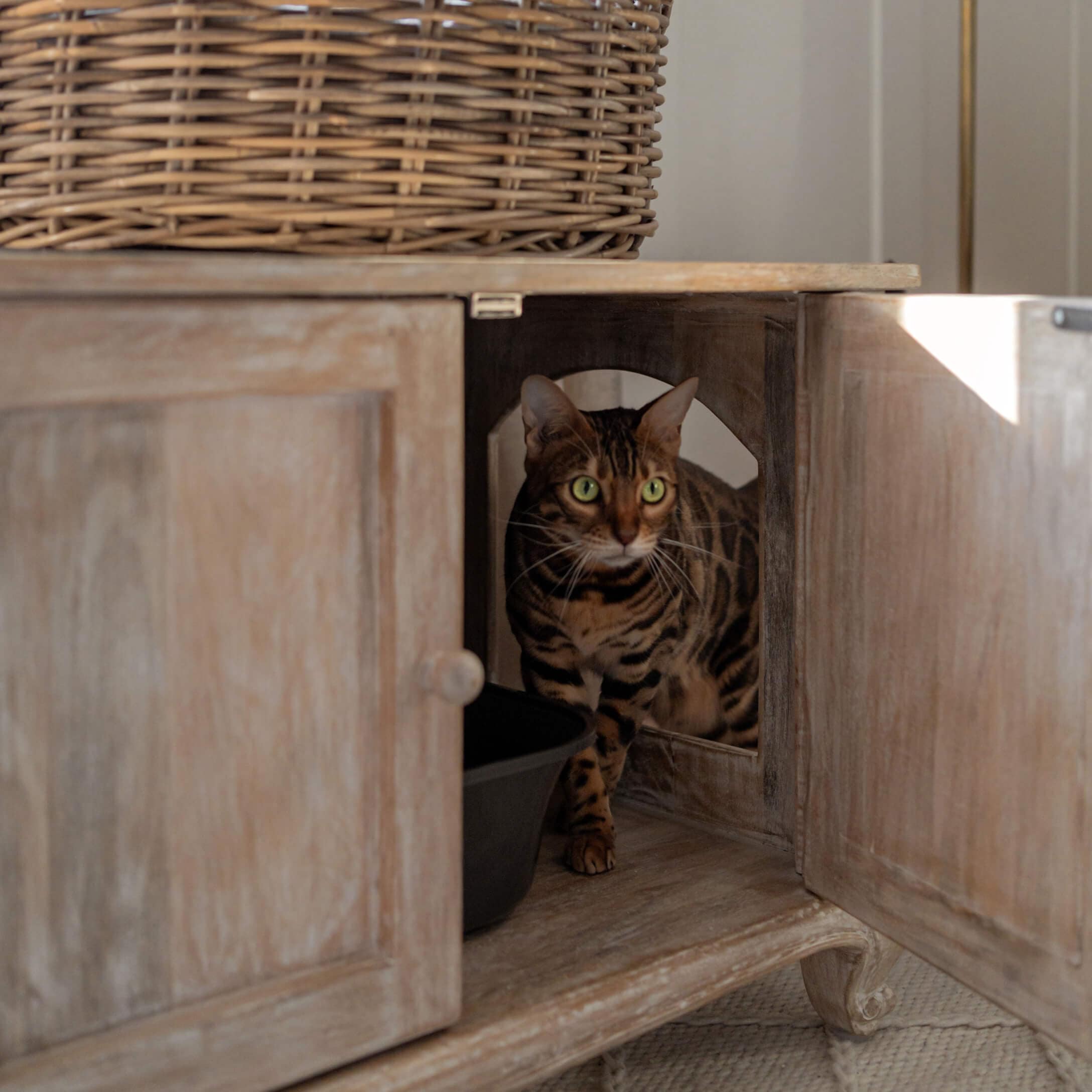Gatto bengala marrone con occhi verdi dentro un armadio di legno con porte aperte