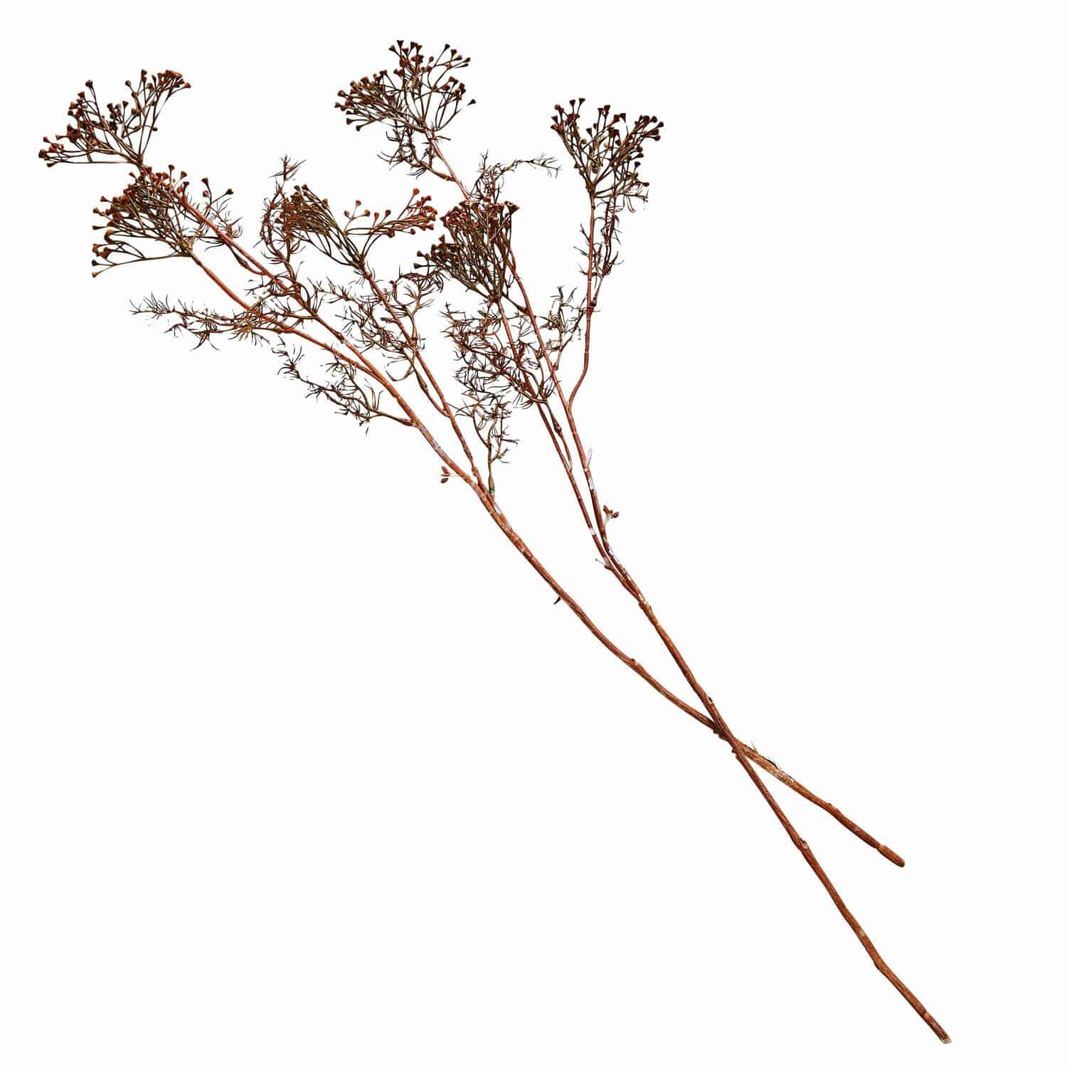 Set di 4 fiori decorativi Jennings Rami decorativi secchi marroni per arredamento e decorazioni d'interni