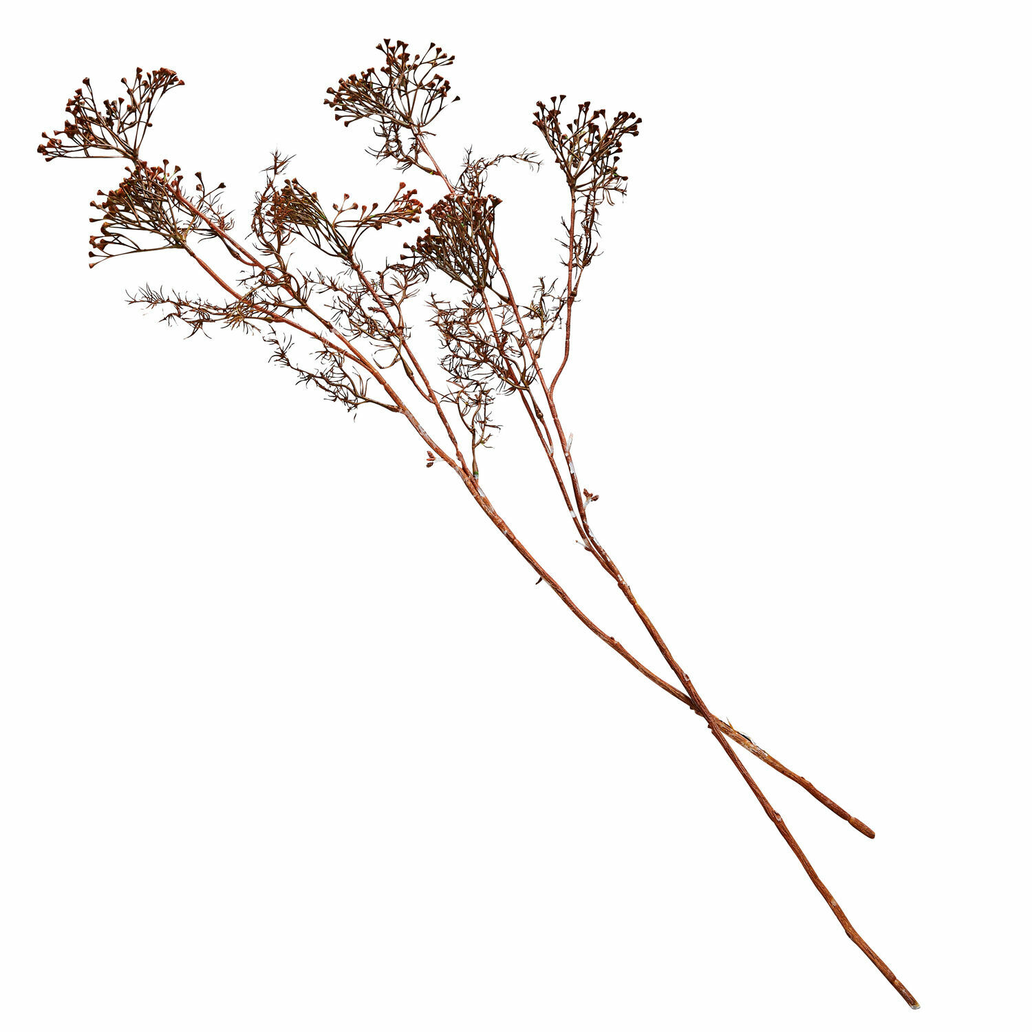 Set di 4 fiori decorativi Jennings Rami decorativi secchi marroni per arredamento e decorazioni d'interni