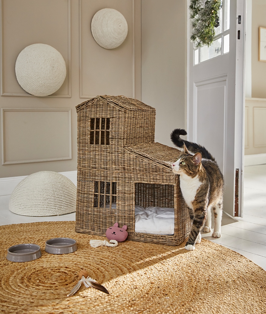 Rattan felino