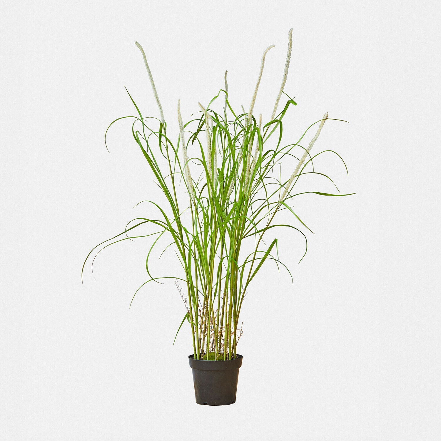 Giunco decorativo Clarisa