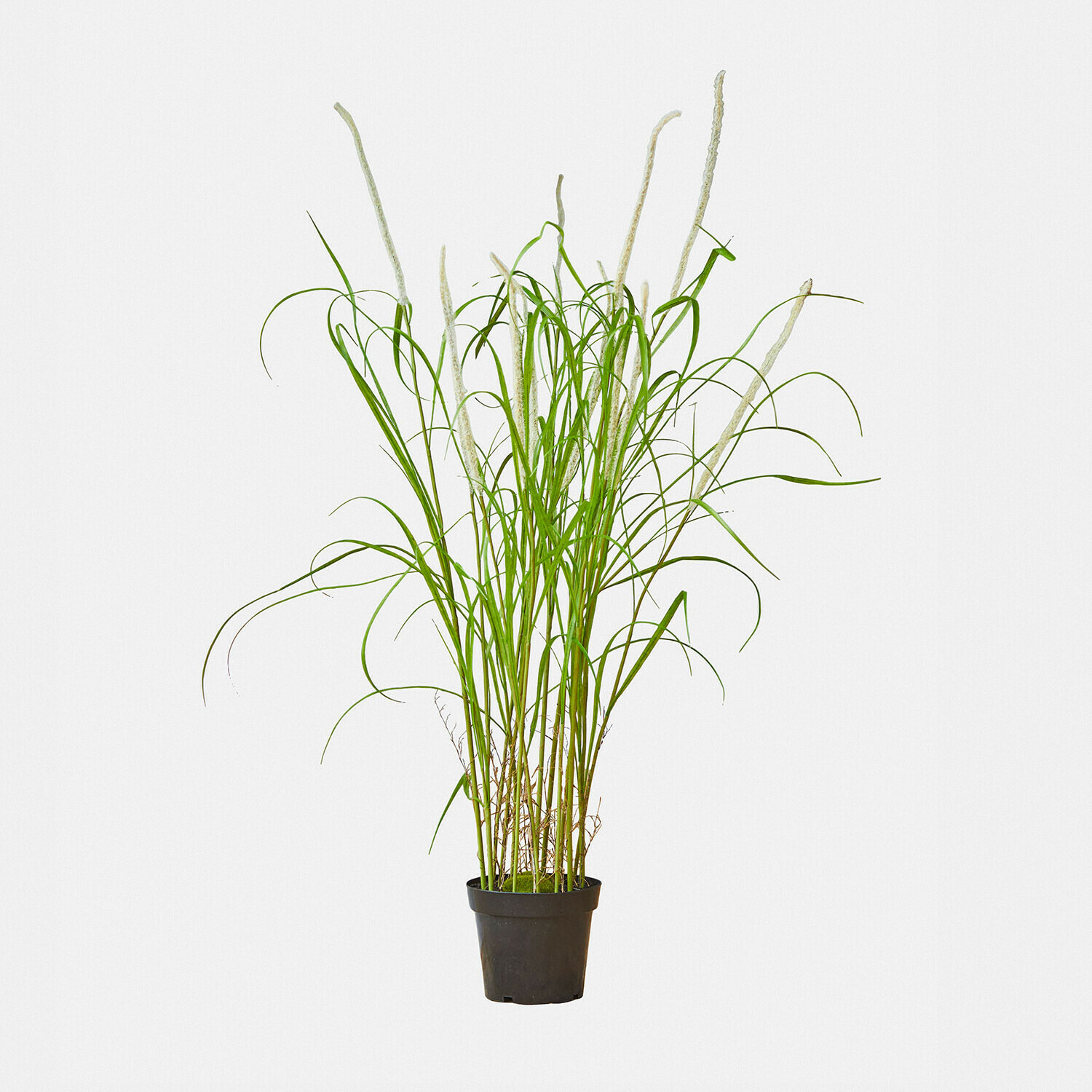 Giunco decorativo Clarisa