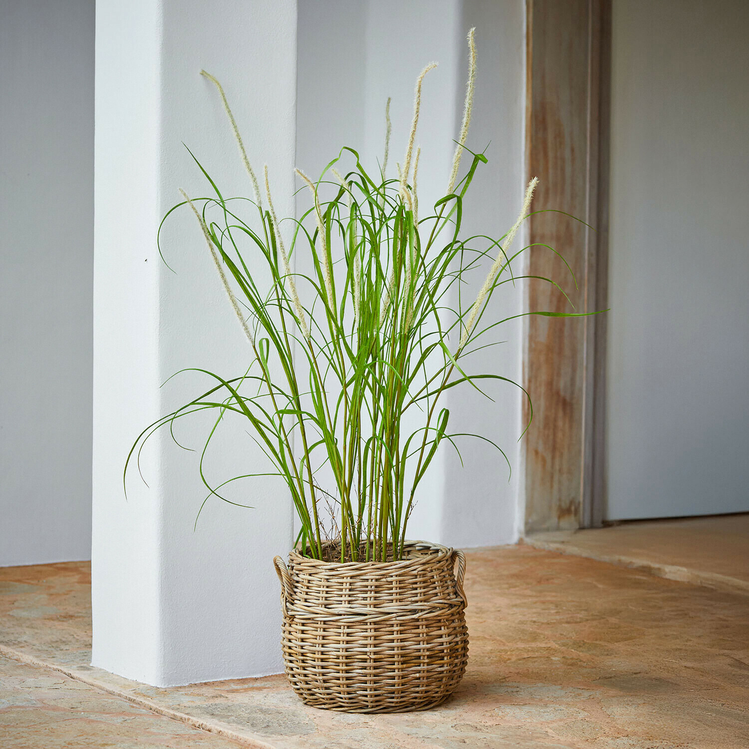 Giunco decorativo Clarisa