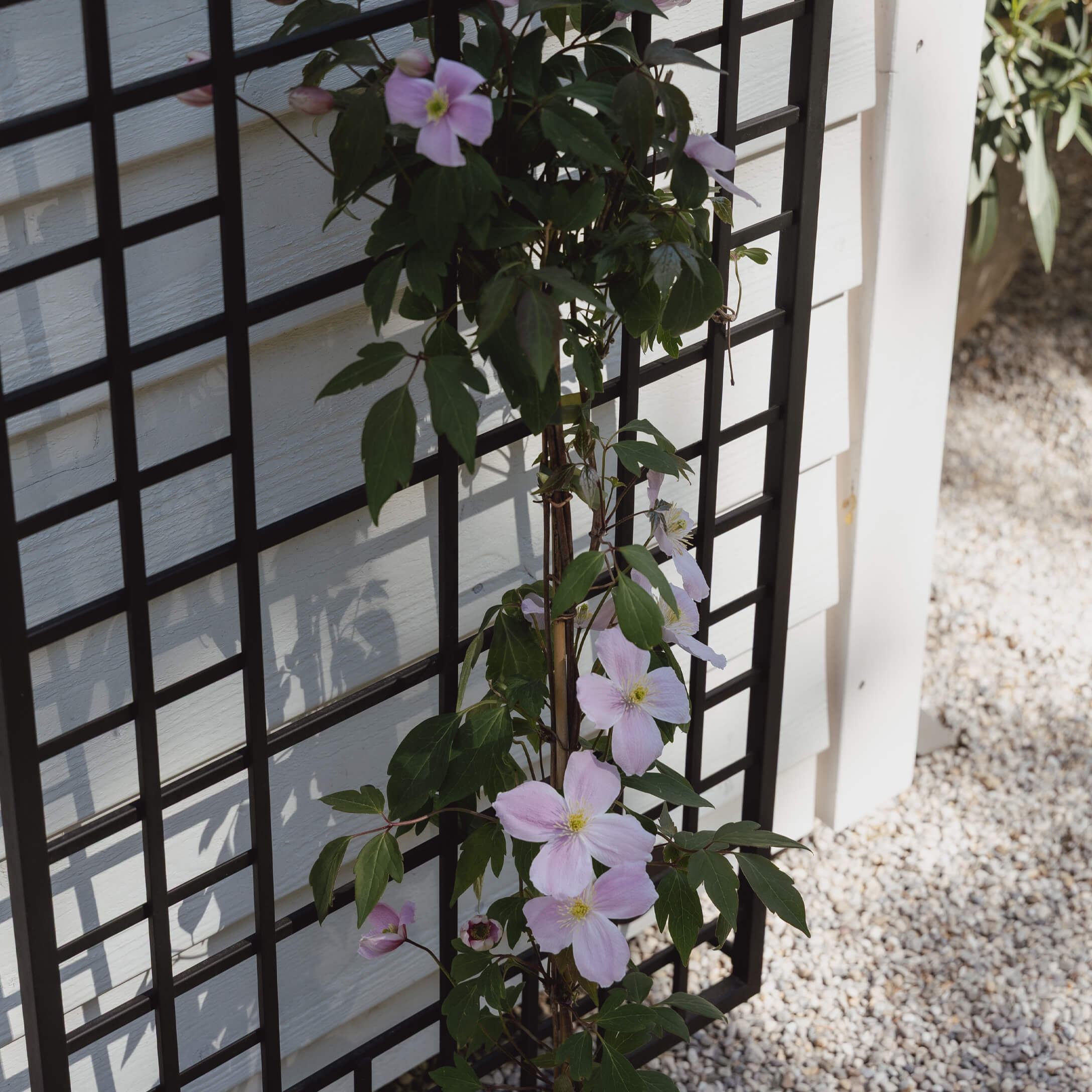 Grigliato da giardino in metallo nero con pianta rampicante dai fiori rosa chiaro su muro bianco