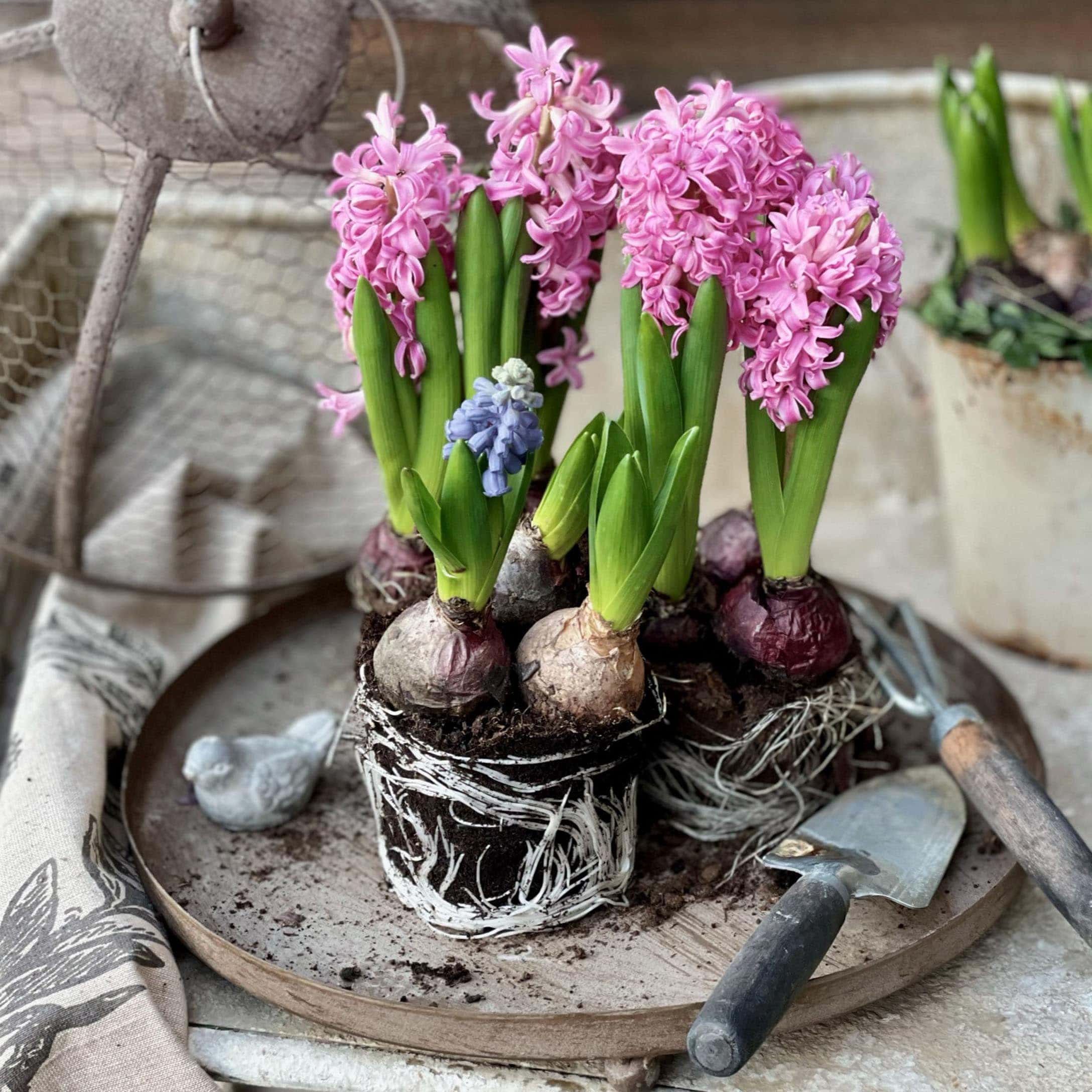 Bulbi di giacinto con fiori rosa e blu su vassoio metallico con attrezzi da giardino e decorazione uccello