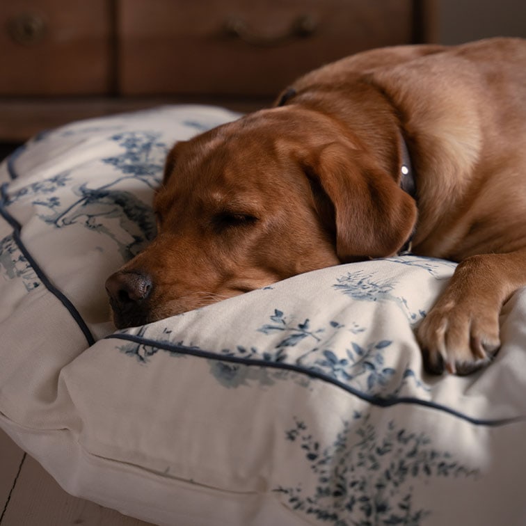 Cane marrone che dorme su cuscino crema con motivo floreale blu, tessuto morbido