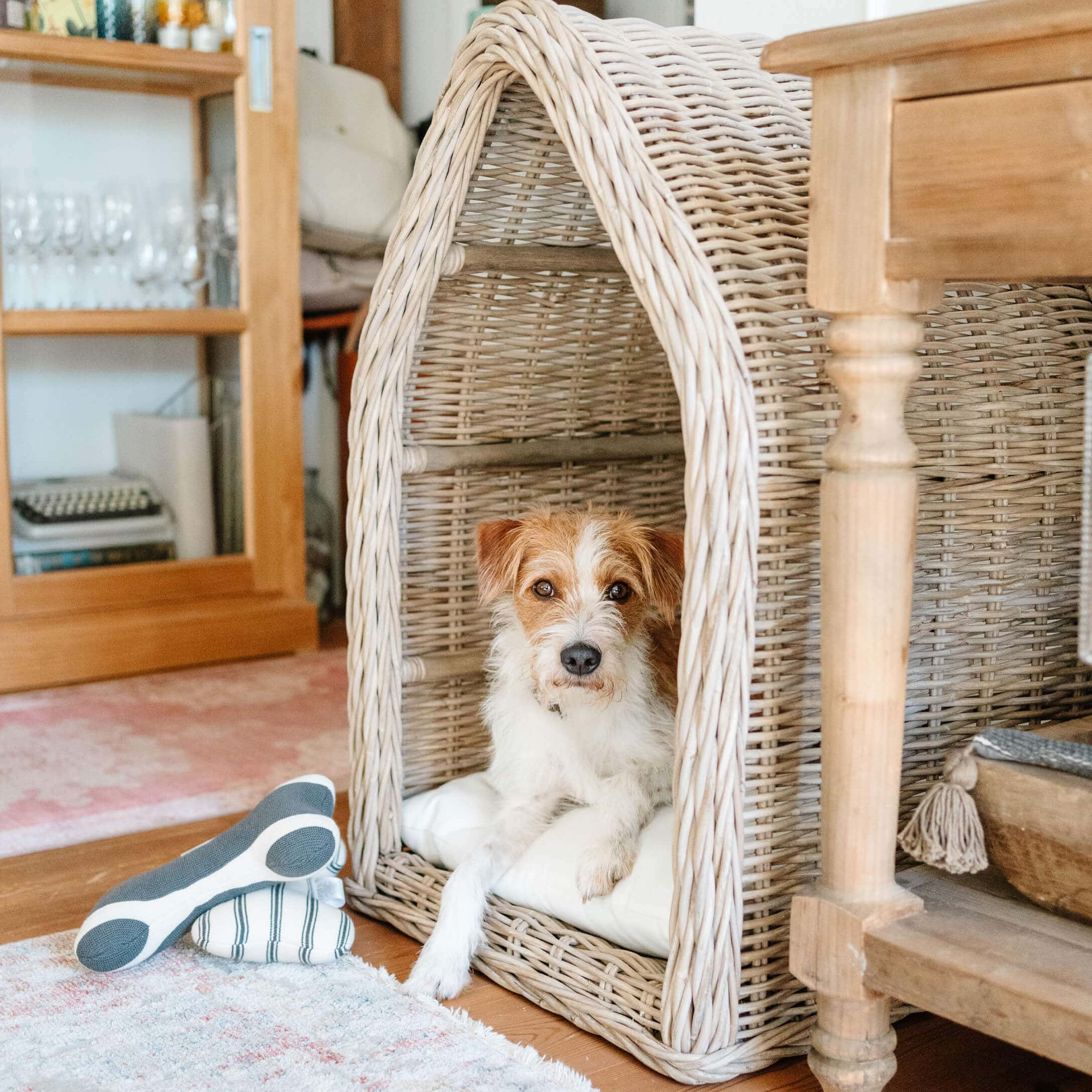 Piccolo cane sdraiato su cuscino bianco in cesta di vimini beige in ambiente accogliente