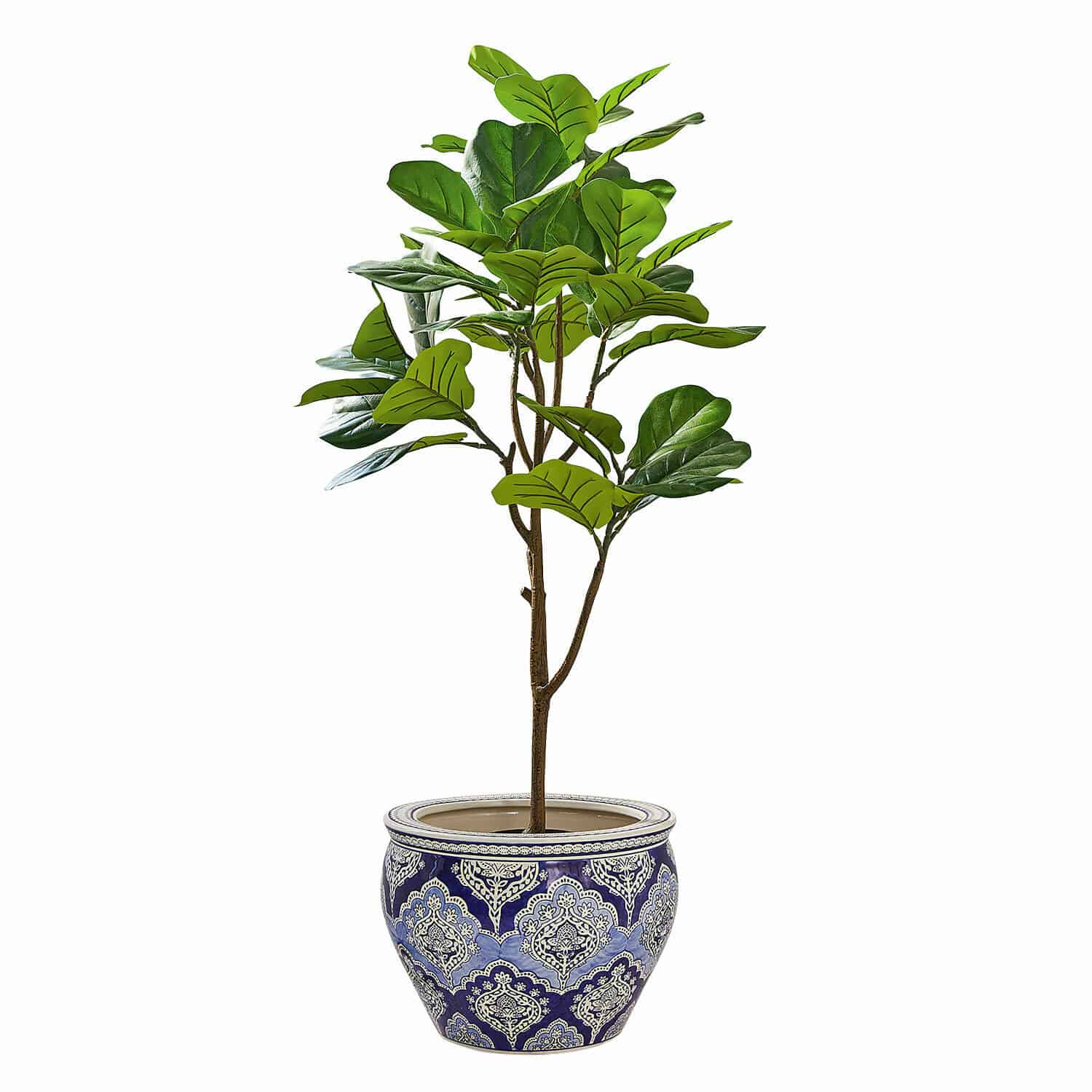Pianta decorativa in vaso Evolet
