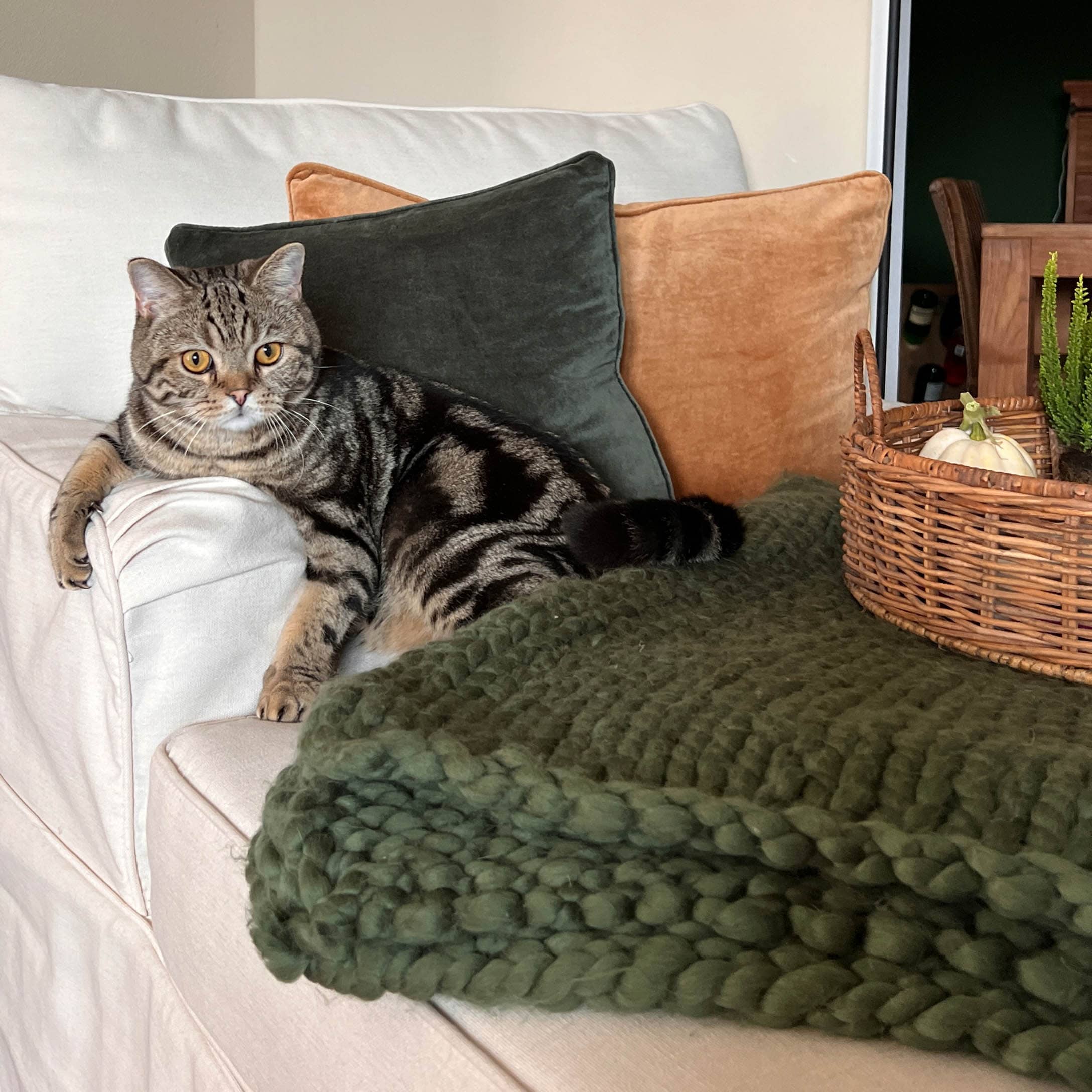 Gatto grigio su divano bianco con cuscini in velluto verde e arancione e coperta verde spessa