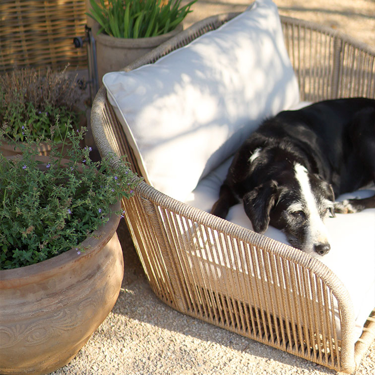 Cane bianco e nero sdraiato su poltrona in vimini beige con cuscino chiaro in giardino soleggiato con vasi
