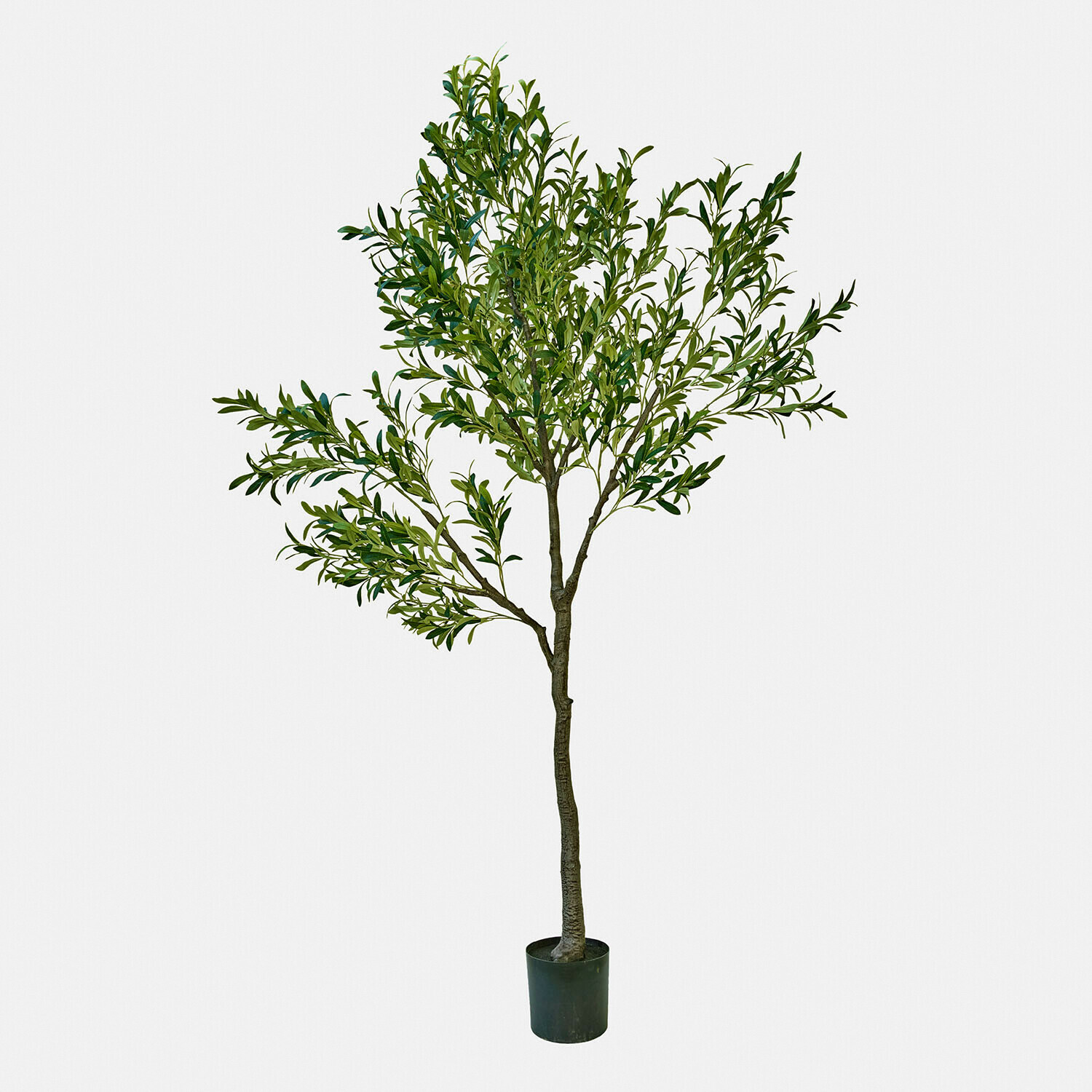 Ulivo decorativo Faelira