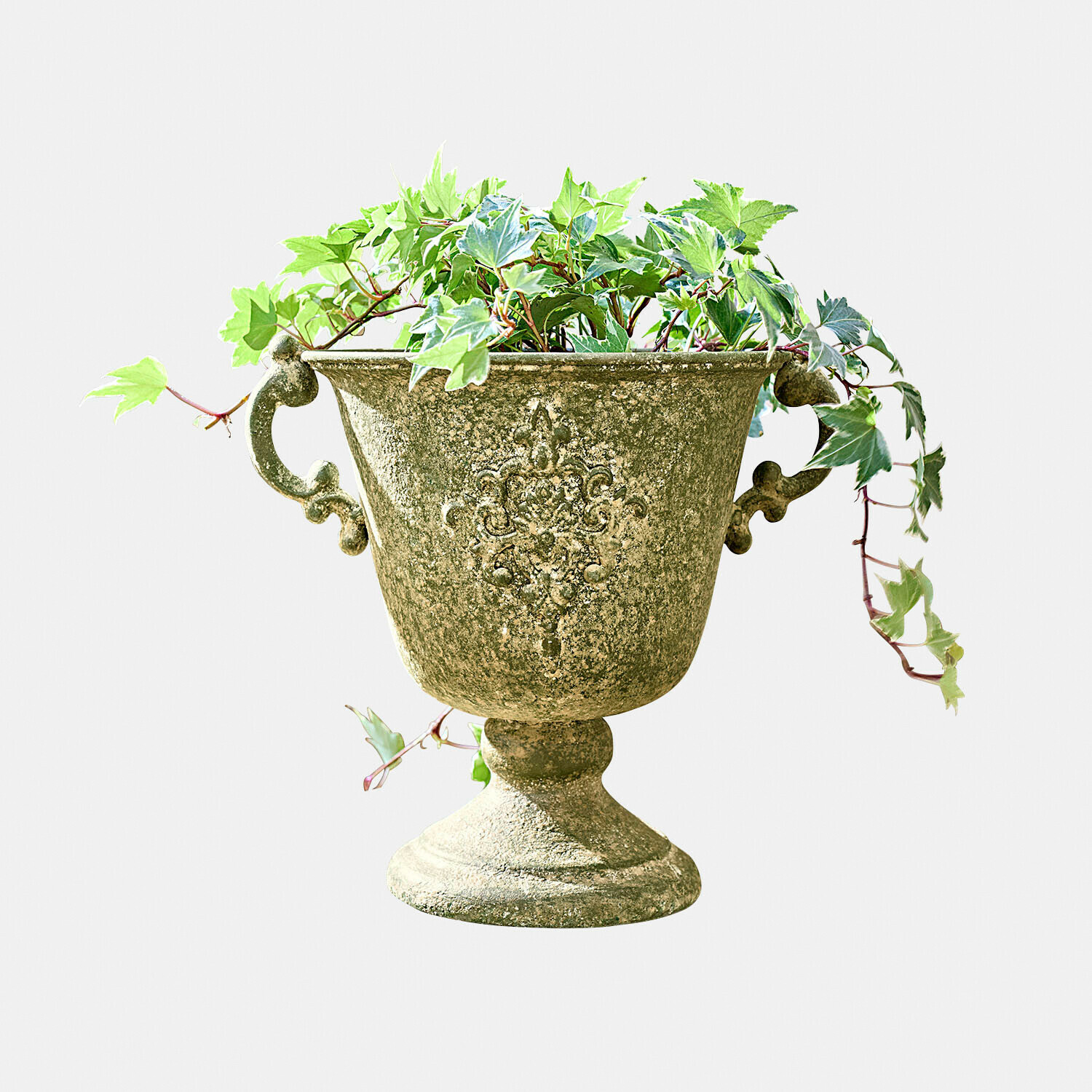 Anfora Ivyridge