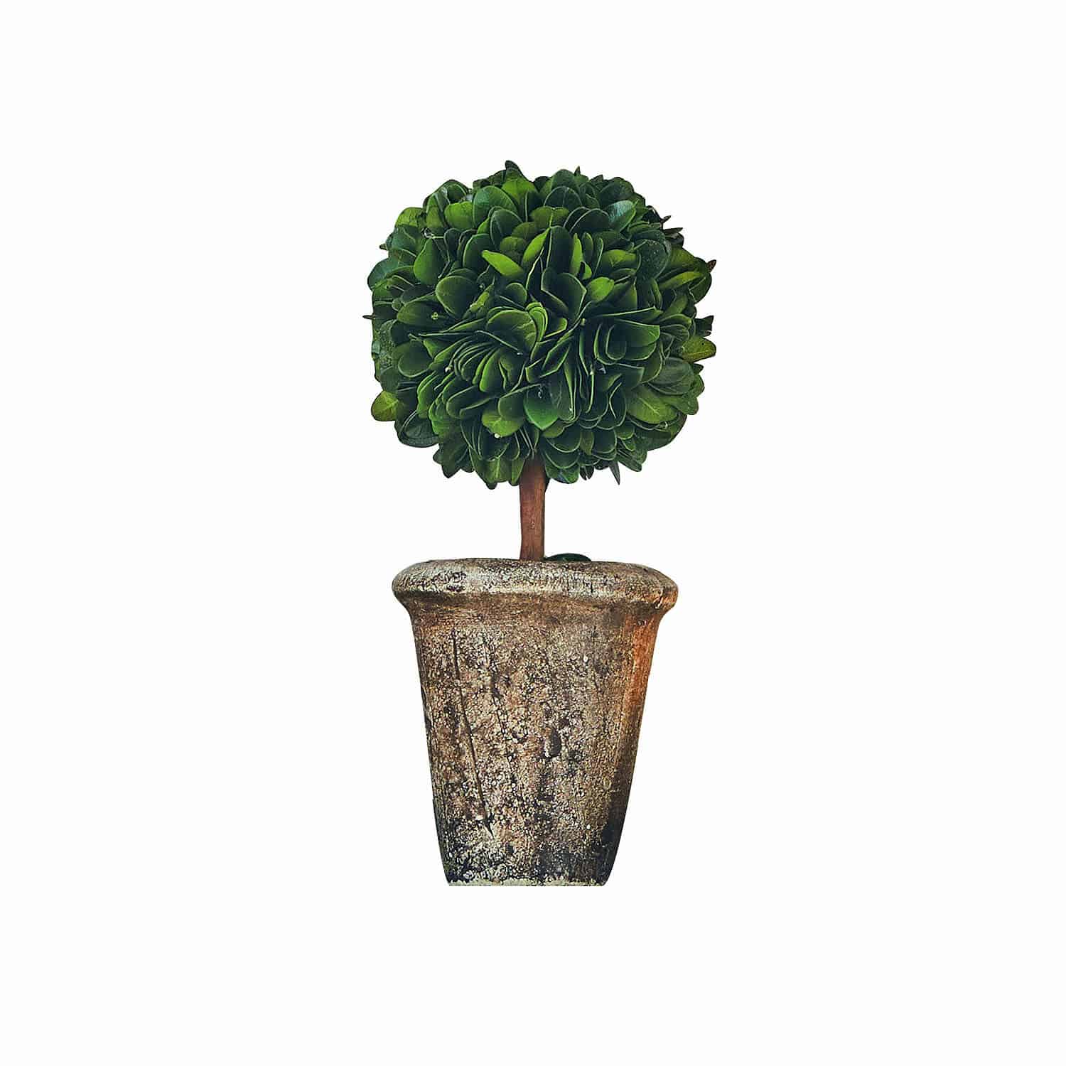 Alberello decorativo Aube