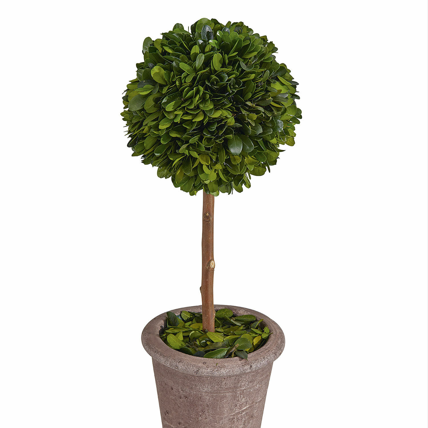 Alberello decorativo Aube