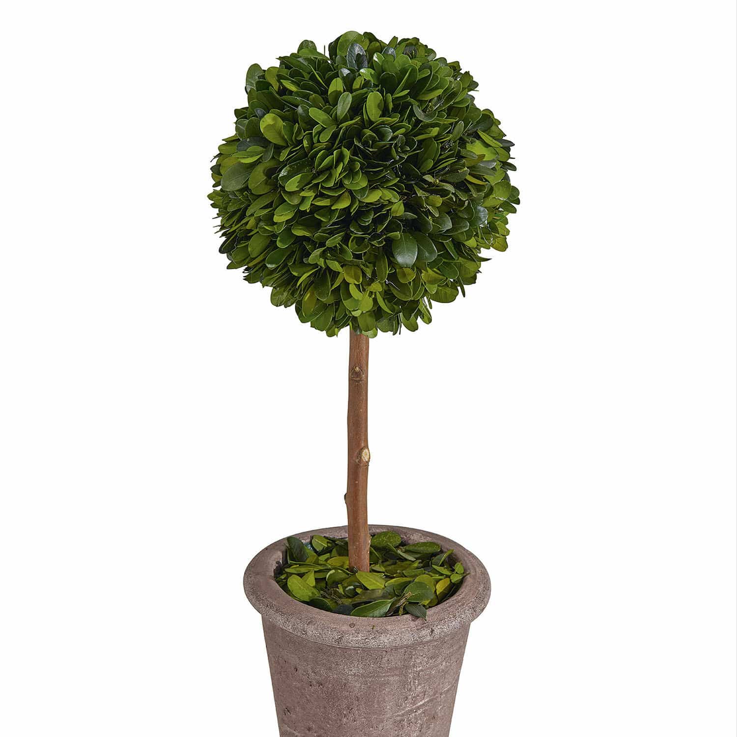 Alberello decorativo Aube