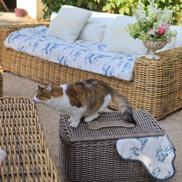 Gatto tricolore su baule in vimini grigio accanto a divano con cuscini e fiori in terrazza