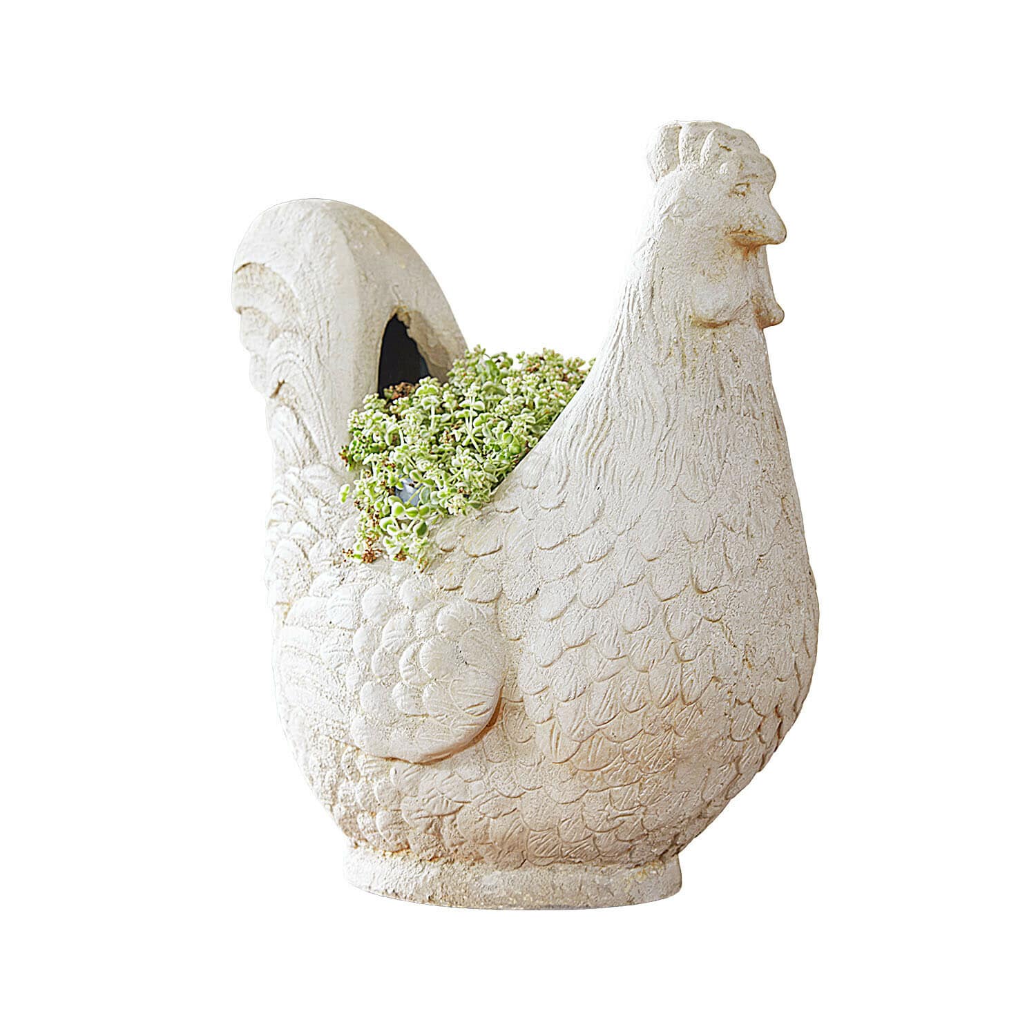 Gallina decorativa Chêne d'Argent