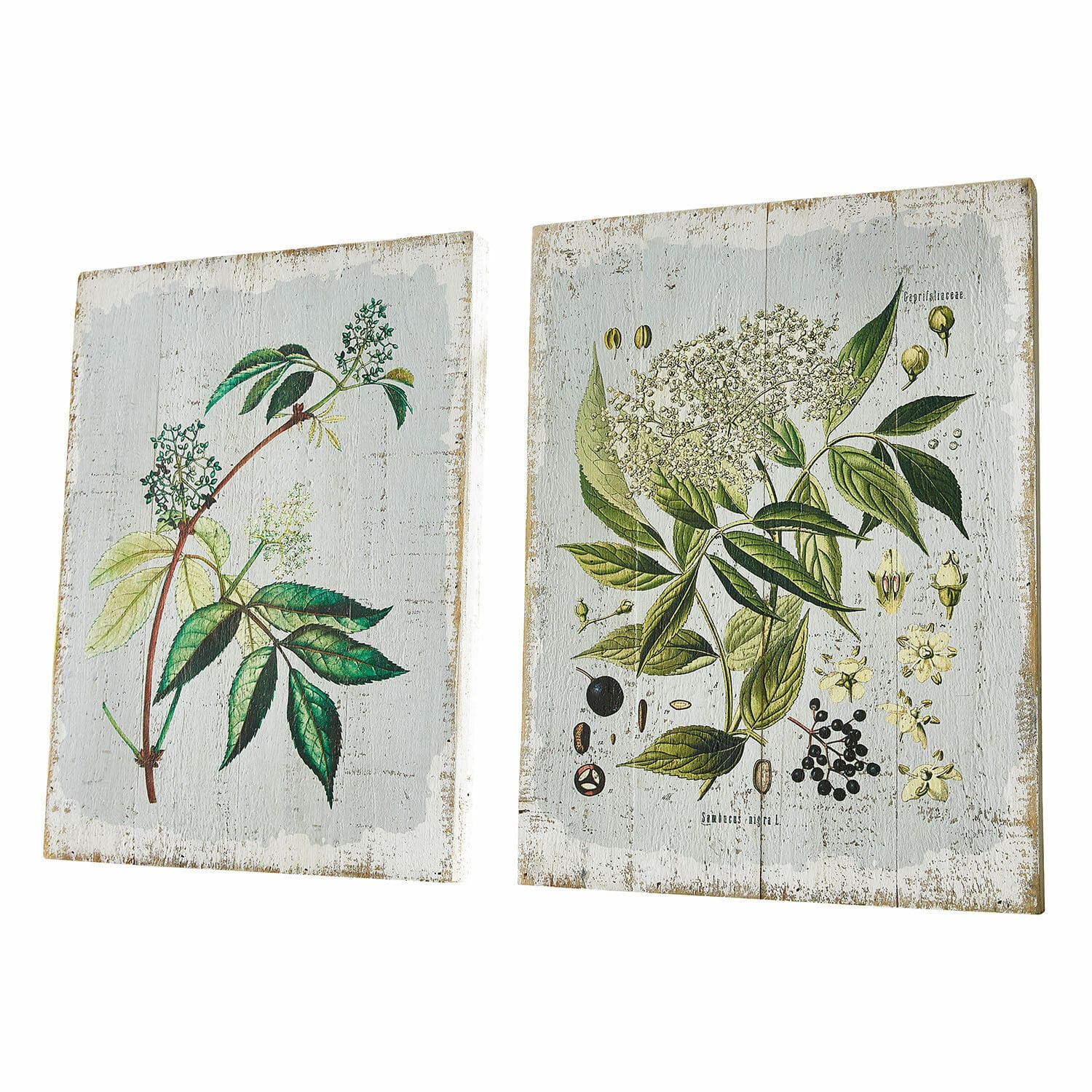 Coppia di quadretti decorativi Loanne Due tele in legno con illustrazioni botaniche di foglie verdi e fiori su sfondo bianco