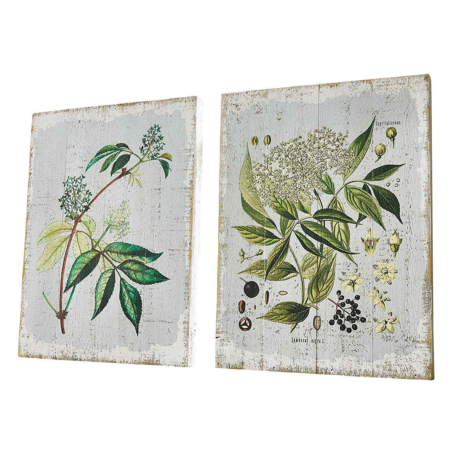 Coppia di quadretti decorativi Loanne Due tele in legno con illustrazioni botaniche di foglie verdi e fiori su sfondo bianco