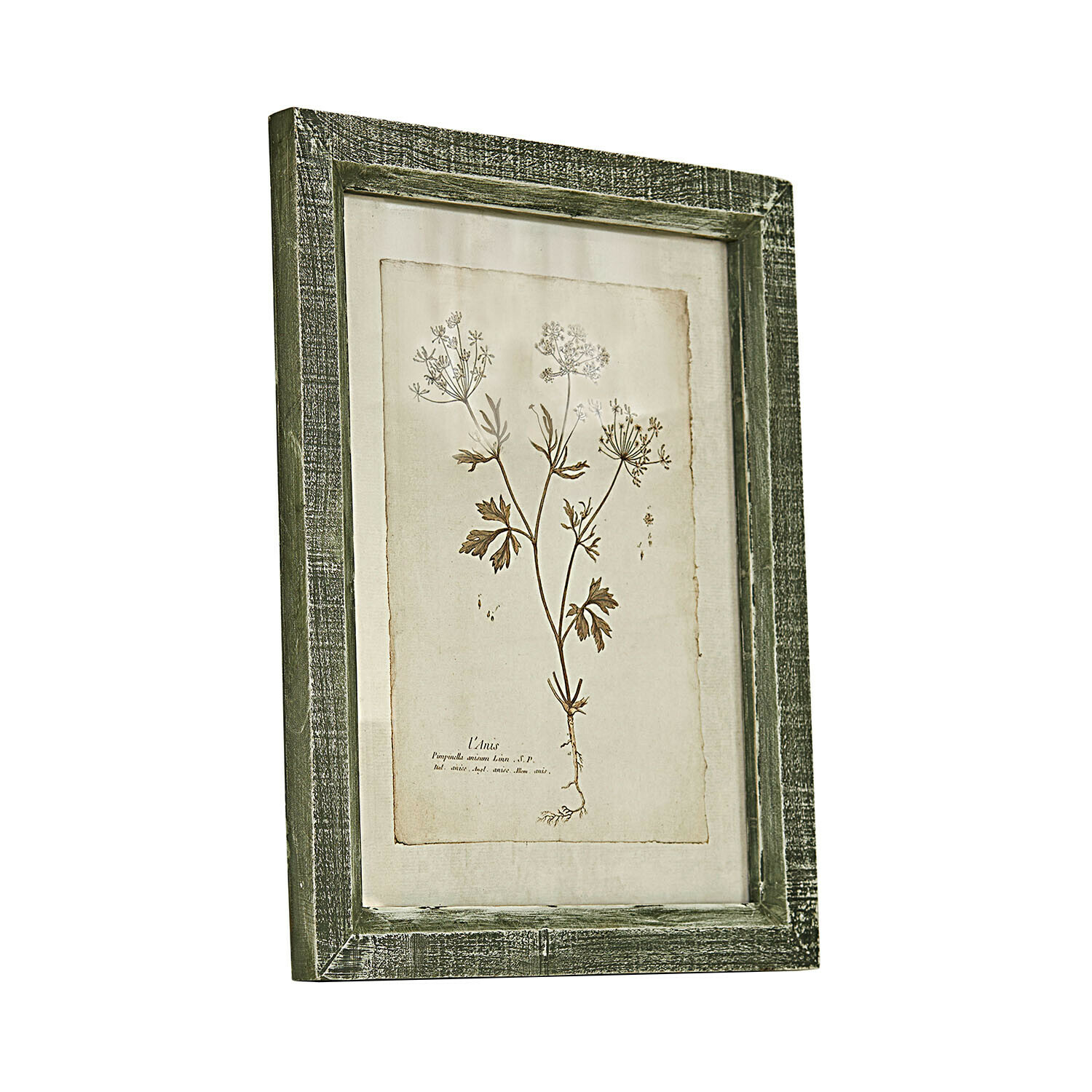 Stampa decorativa Kenwick Quadro botanico con cornice in legno verde e disegno di pianta su sfondo beige per decorazione murale