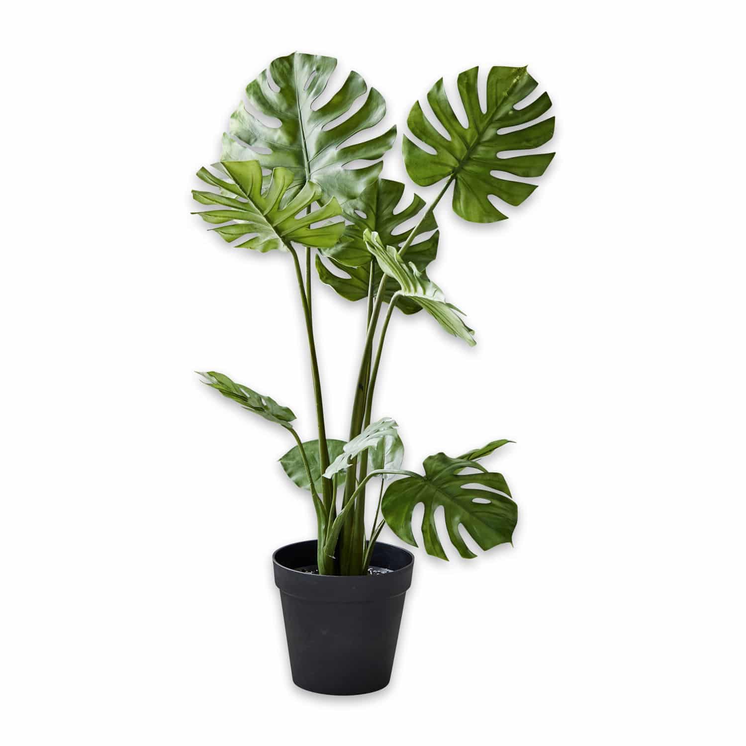 Pianta decorativa Monstera