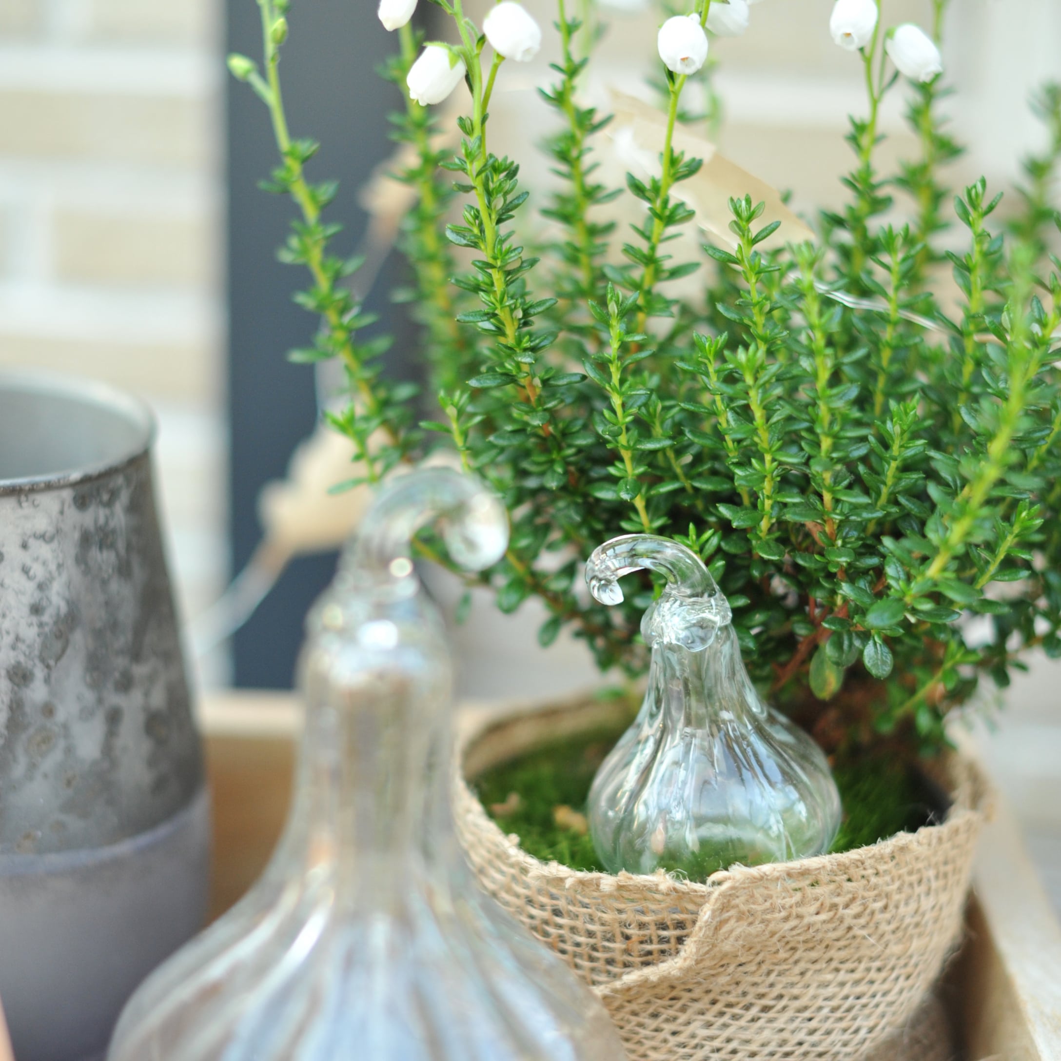 Decorazioni in vetro a forma di zucca accanto a pianta verde in vaso di juta per decorazione autunnale
