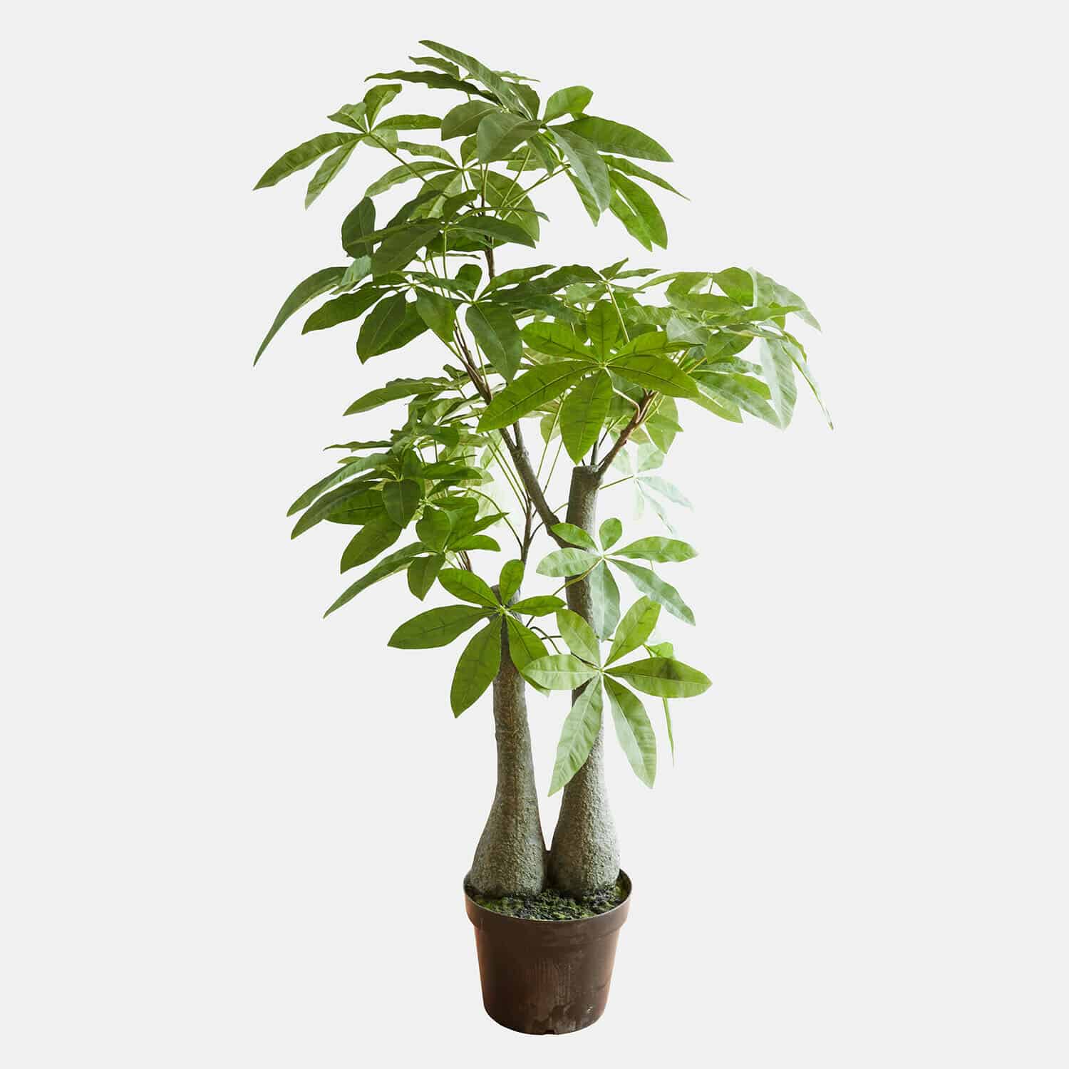 Pianta decorativa Elandra