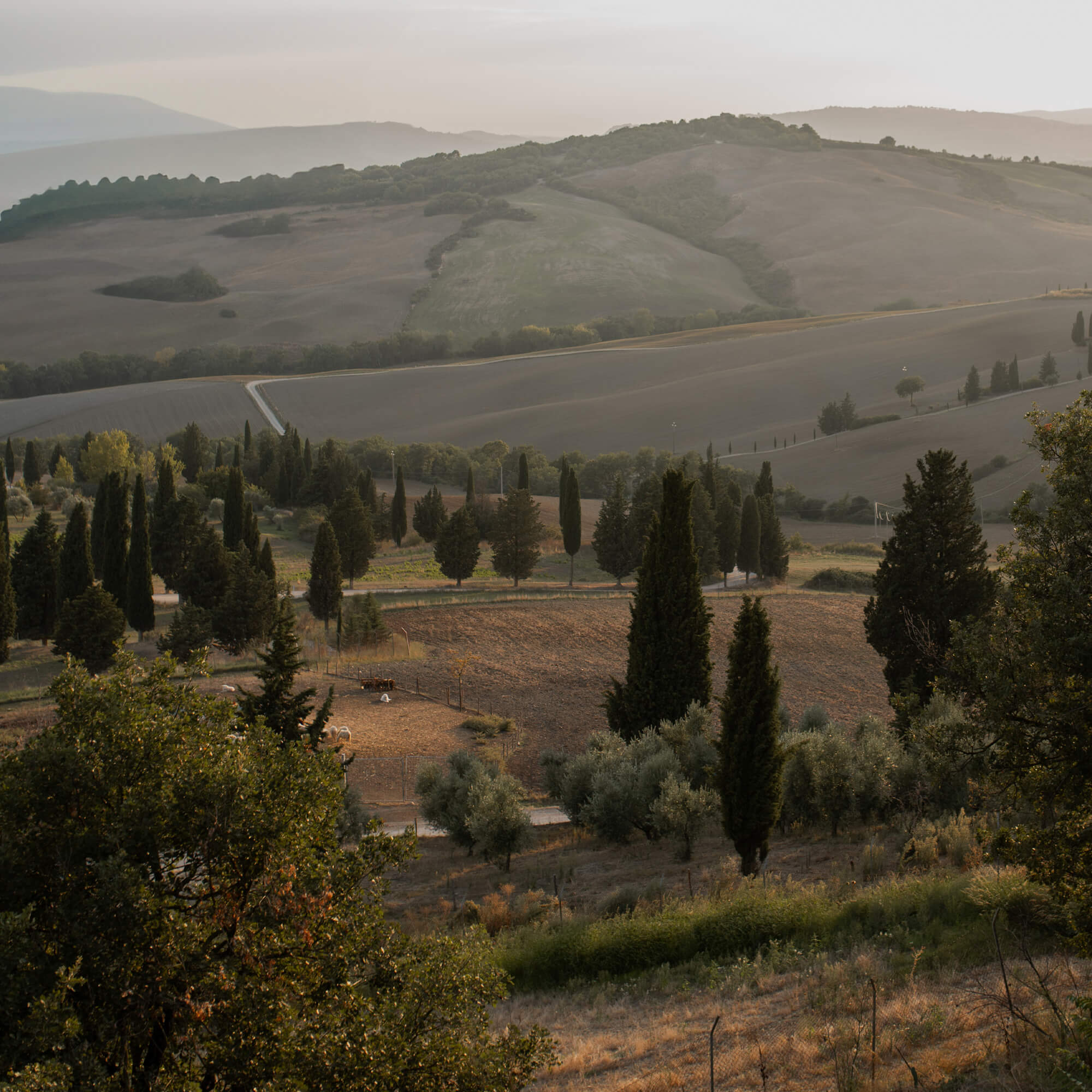 Paesaggio toscano con cipressi e campi illuminati dalla luce dorata del tramonto