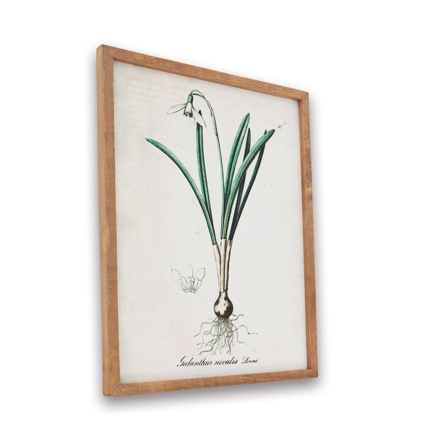 Quadro Willmare Stampa botanica di bucaneve con cornice in legno chiaro, decorazione da parete naturale