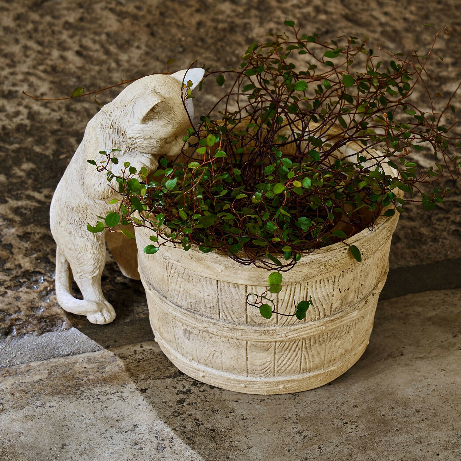Vaso in pietra chiara con pianta verde e statua di gatto beige su pavimento in pietra