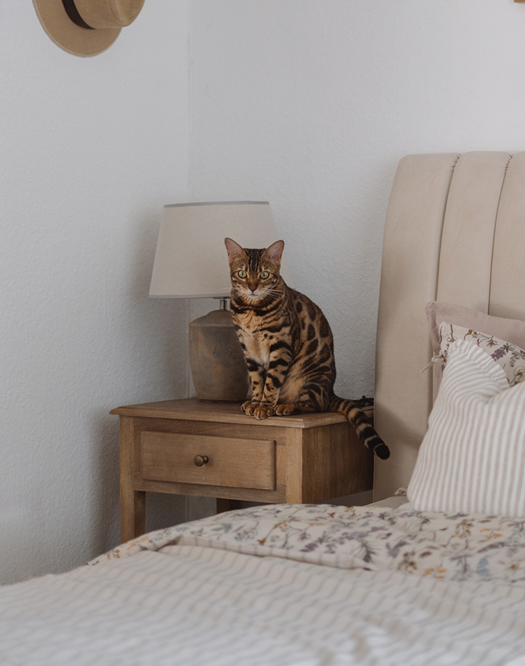 Gatto bengala marrone seduto su comodino in legno accanto a lampada in camera luminosa