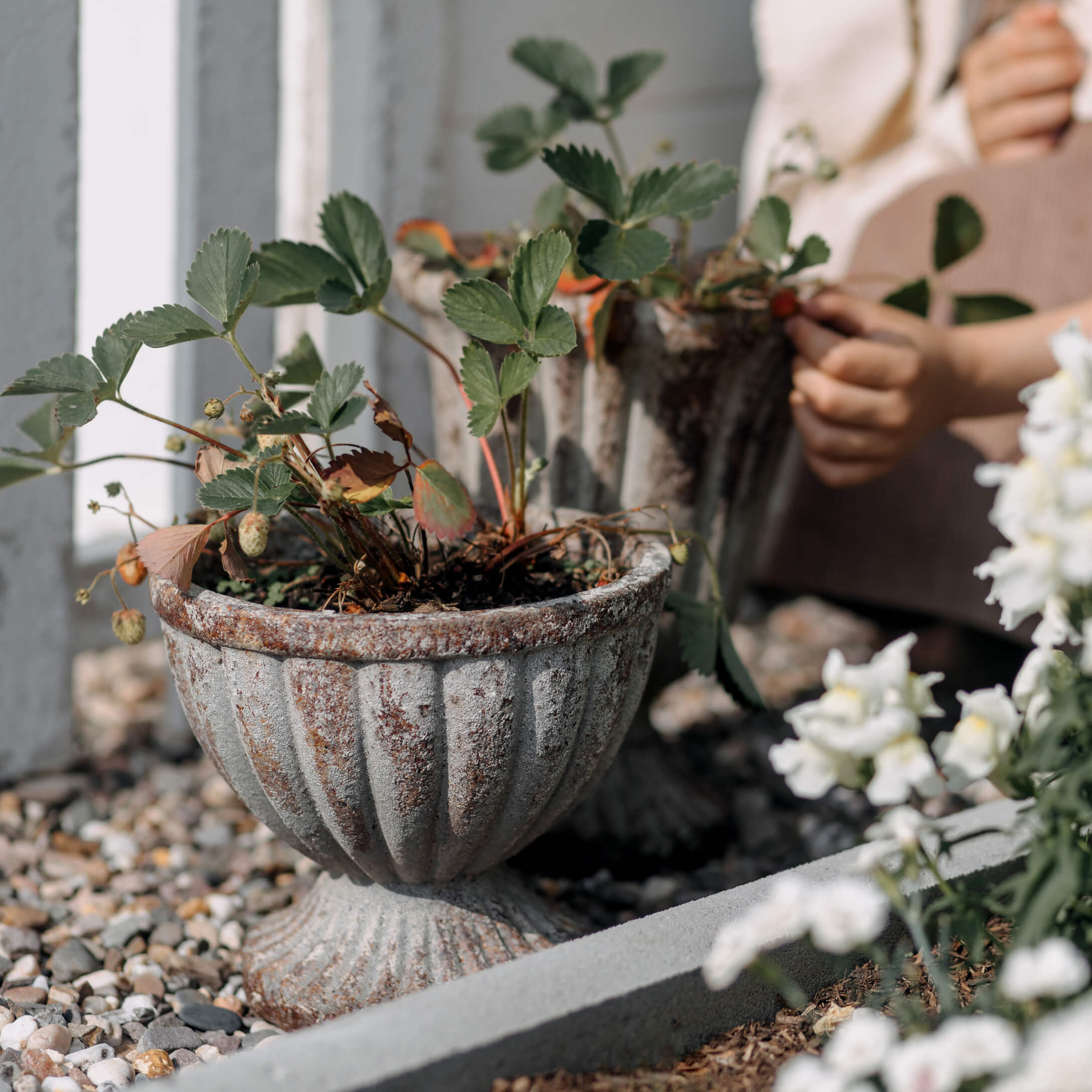 Vaso decorativo in metallo invecchiato con piante verdi su ghiaia in giardino
