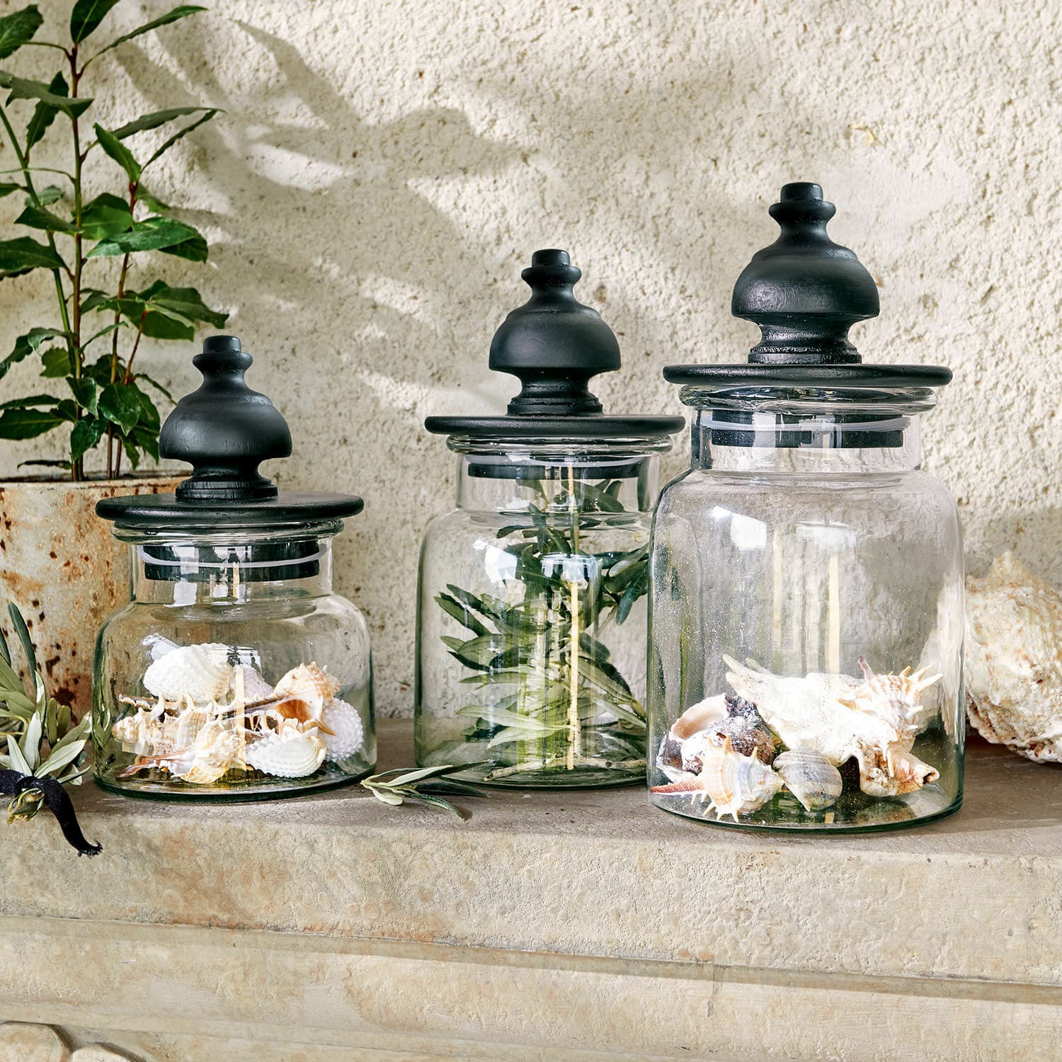 Set di 3 barattoli Hakeen Set di tre barattoli di vetro con coperchi neri, decorati con conchiglie e rami verdi