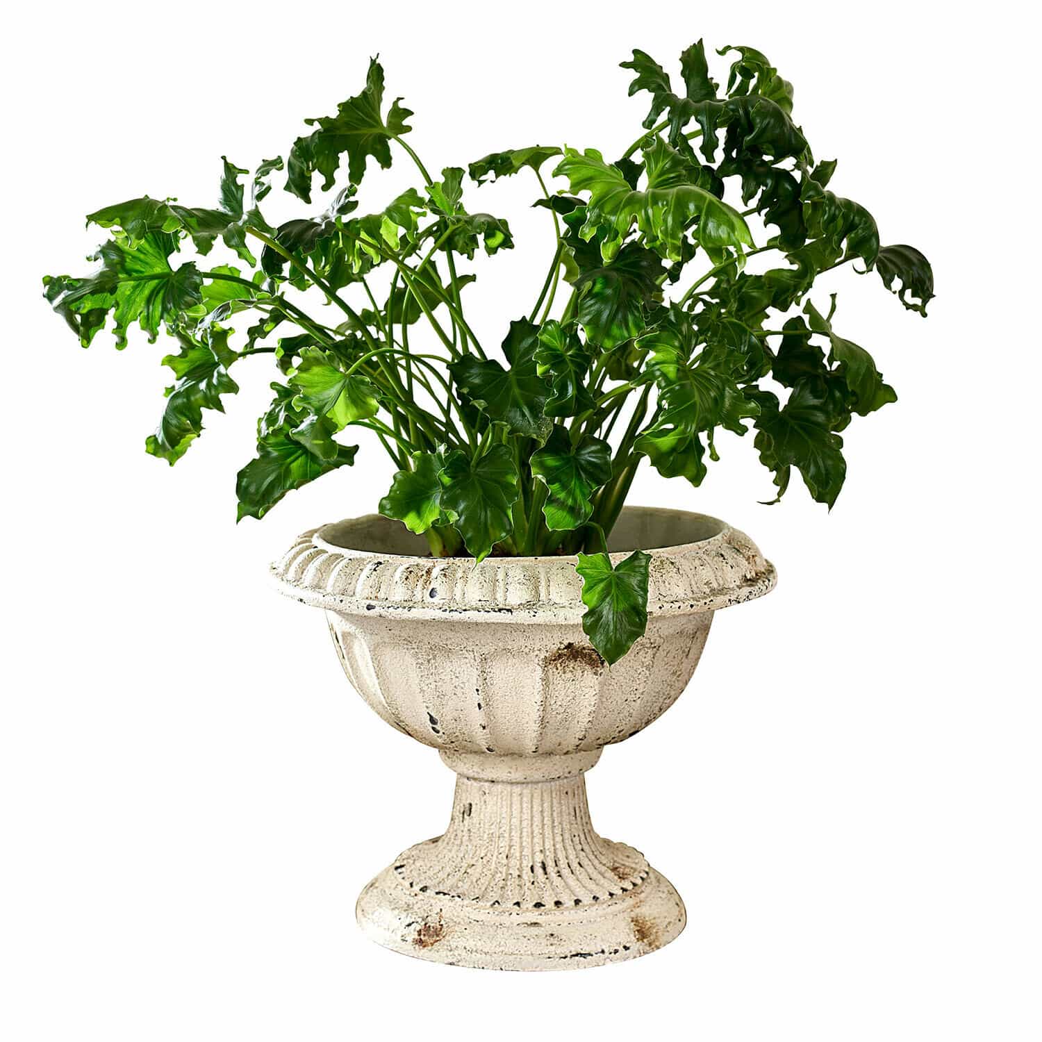 Anfora Islene Pianta verde in vaso di cemento crema invecchiato con design classico, decorazione per interni