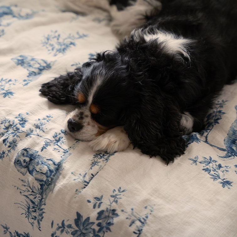 Cane bianco e nero che dorme su tessuto bianco con motivo floreale blu