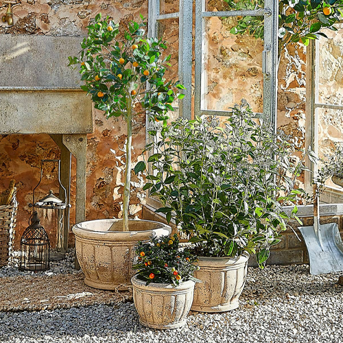 Tre vasi in pietra beige con piante verdi e frutti in giardino rustico con muro in pietra