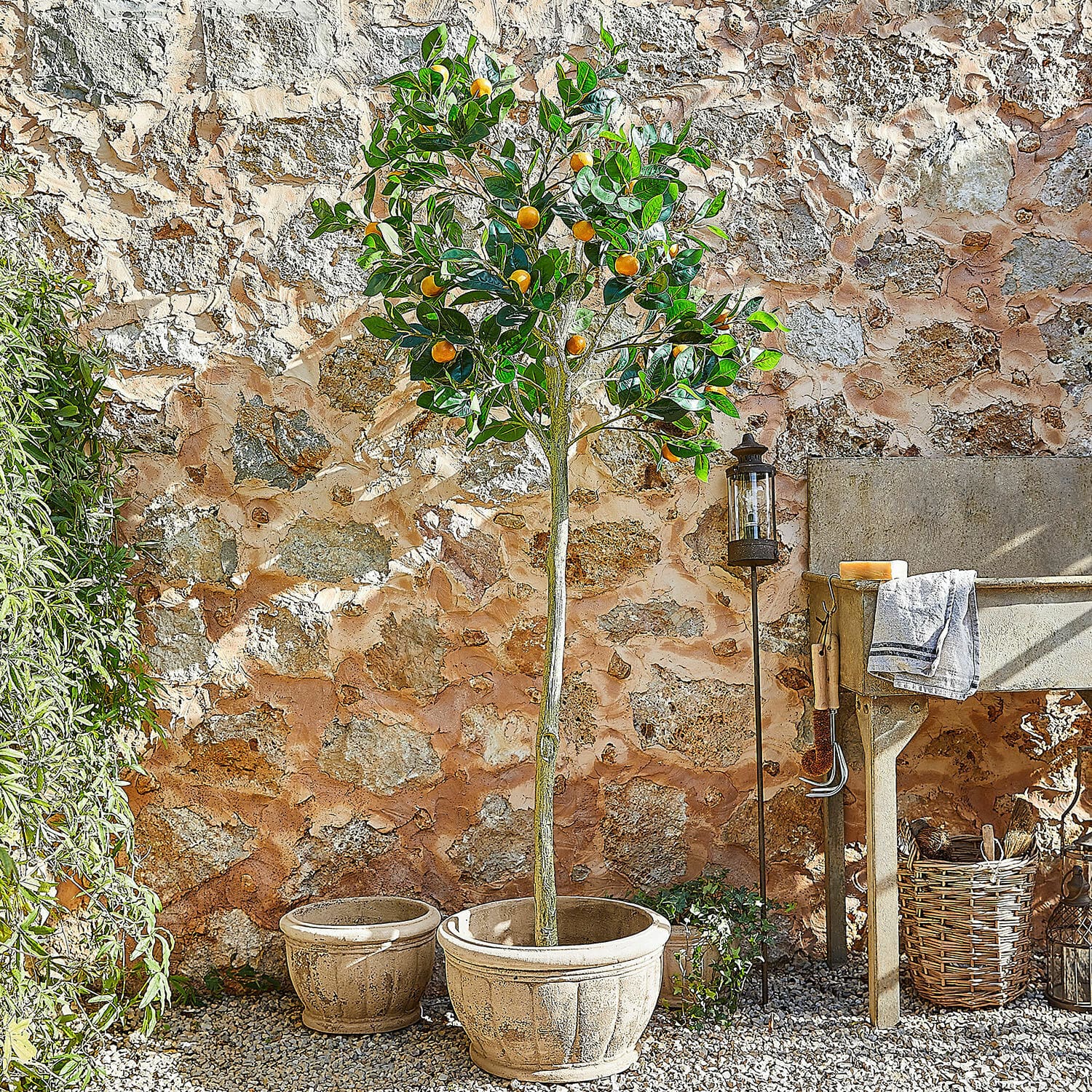 Pianta decorativa Delbart